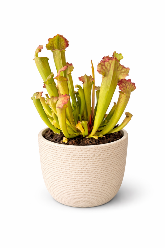 Trumpet Pitcher - Sarracenia Fly Trap - 9cm | Houseplant
