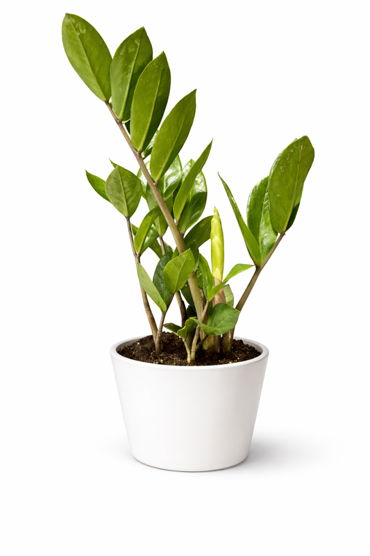 Zamio Zamifolia - ZZ Plant - 12cm | Houseplant