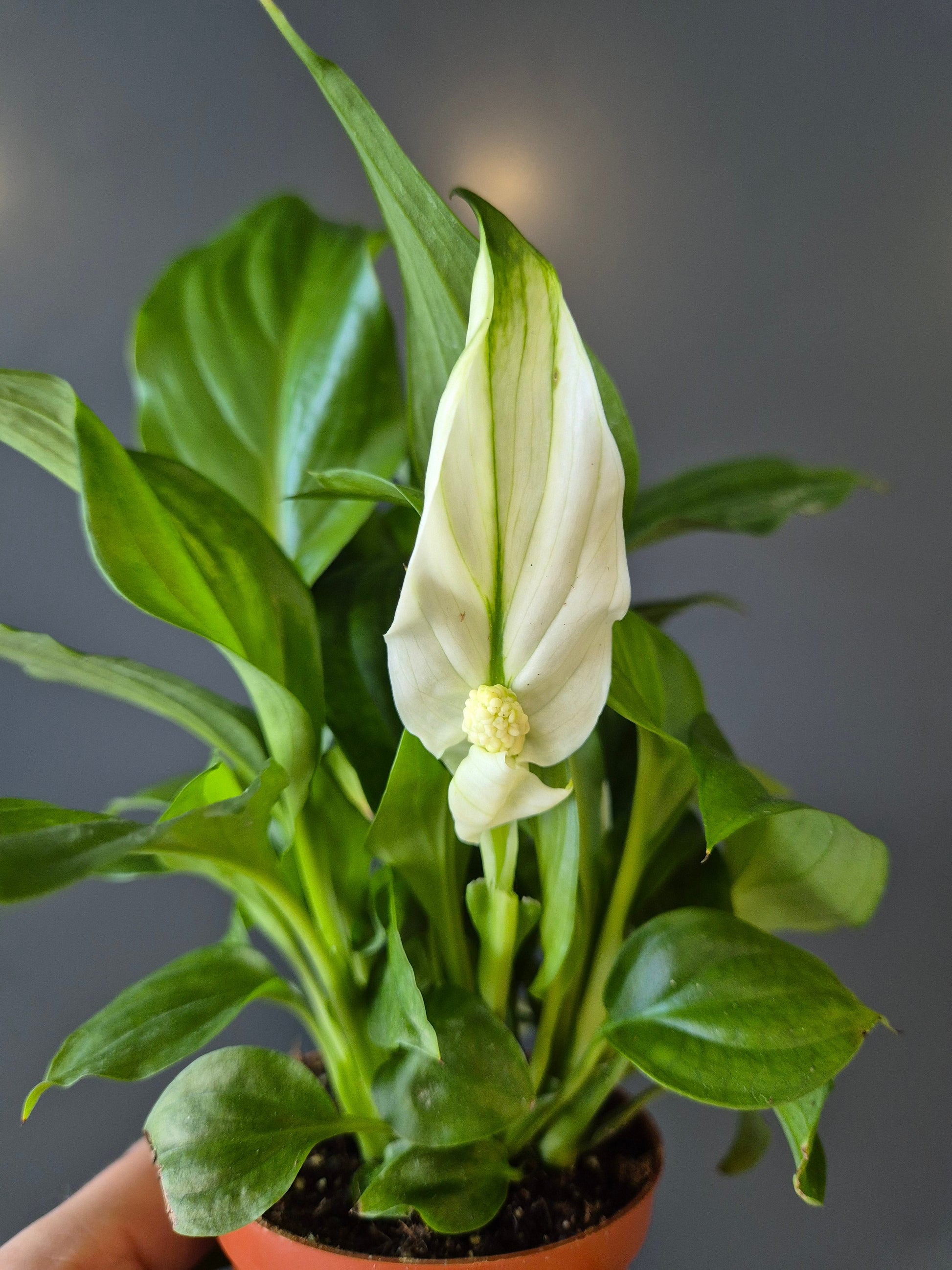 Peace Lily | Pearl Cupido | Houseplant Plant Paradise By Gemma