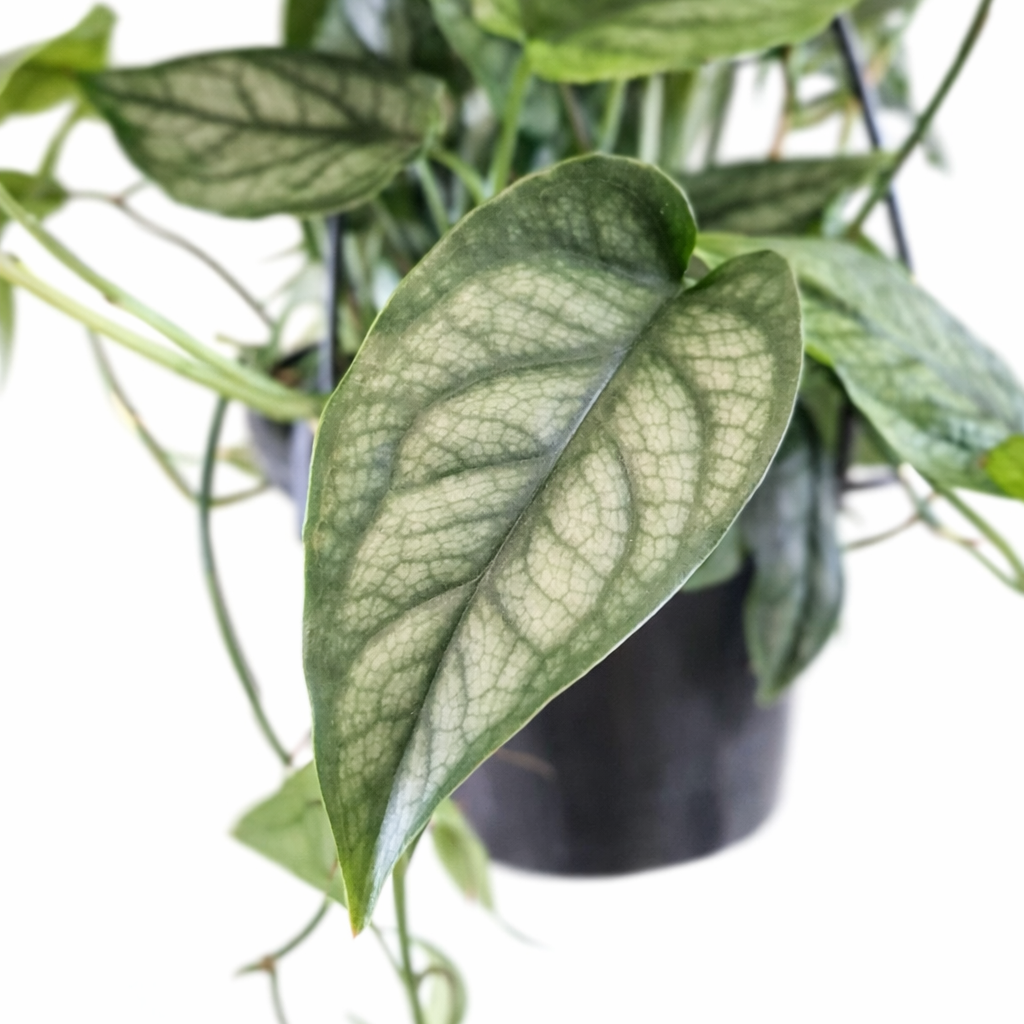 Potted green plant with large leaves on a white background