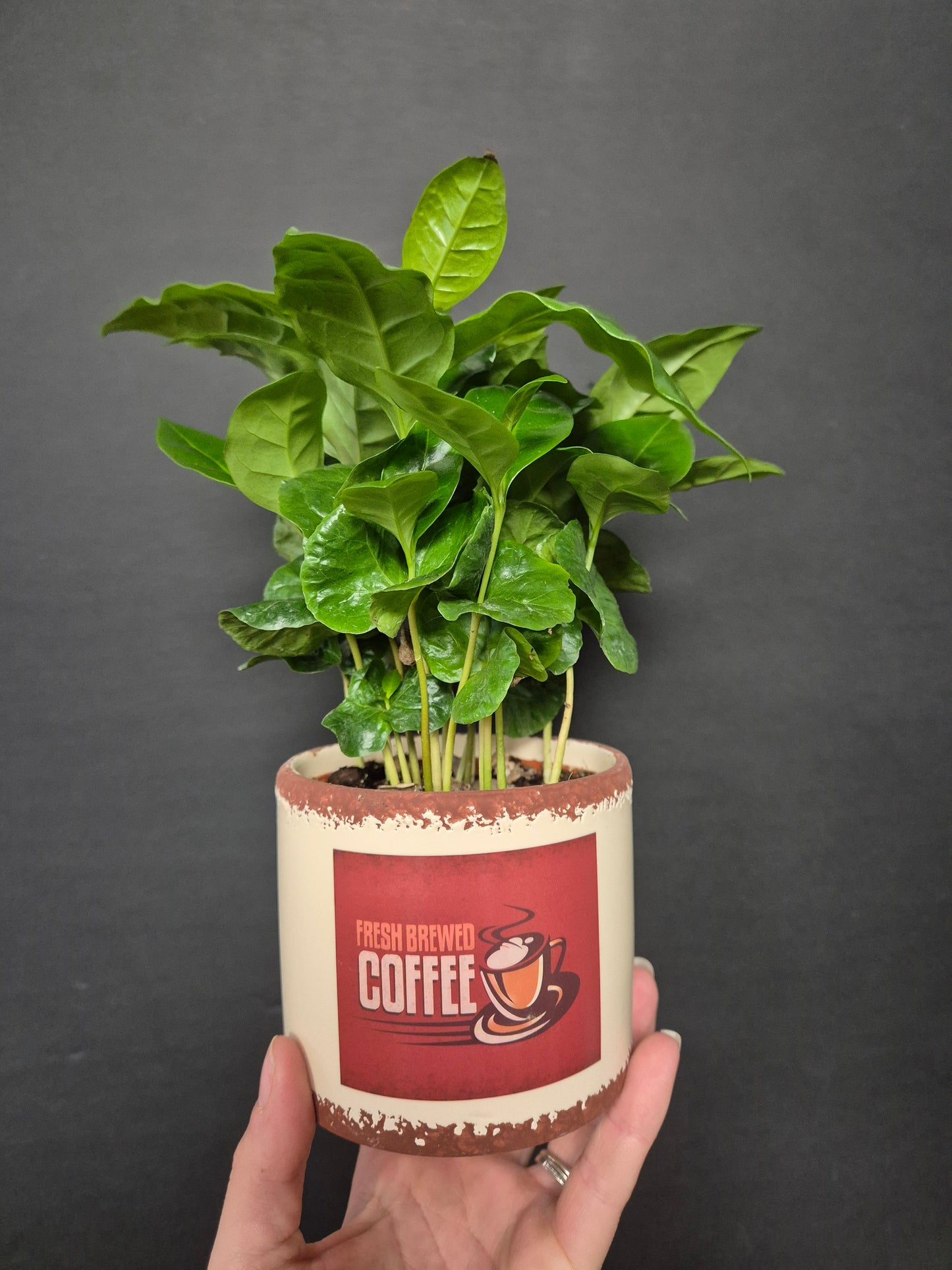 Arabica Coffee Plant | Houseplant