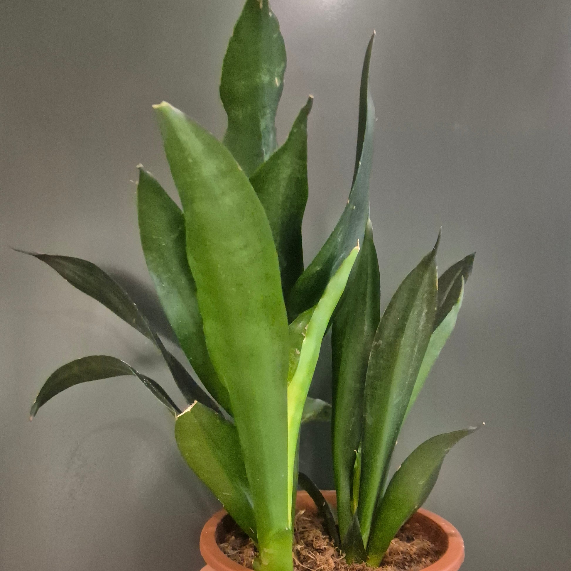 Potted plant held by a hand against a neutral background
