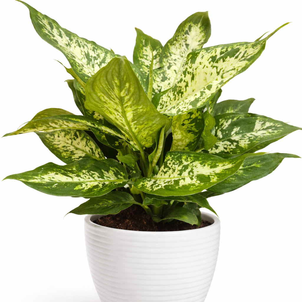 Potted plant with green leaves in a white pot on a white background