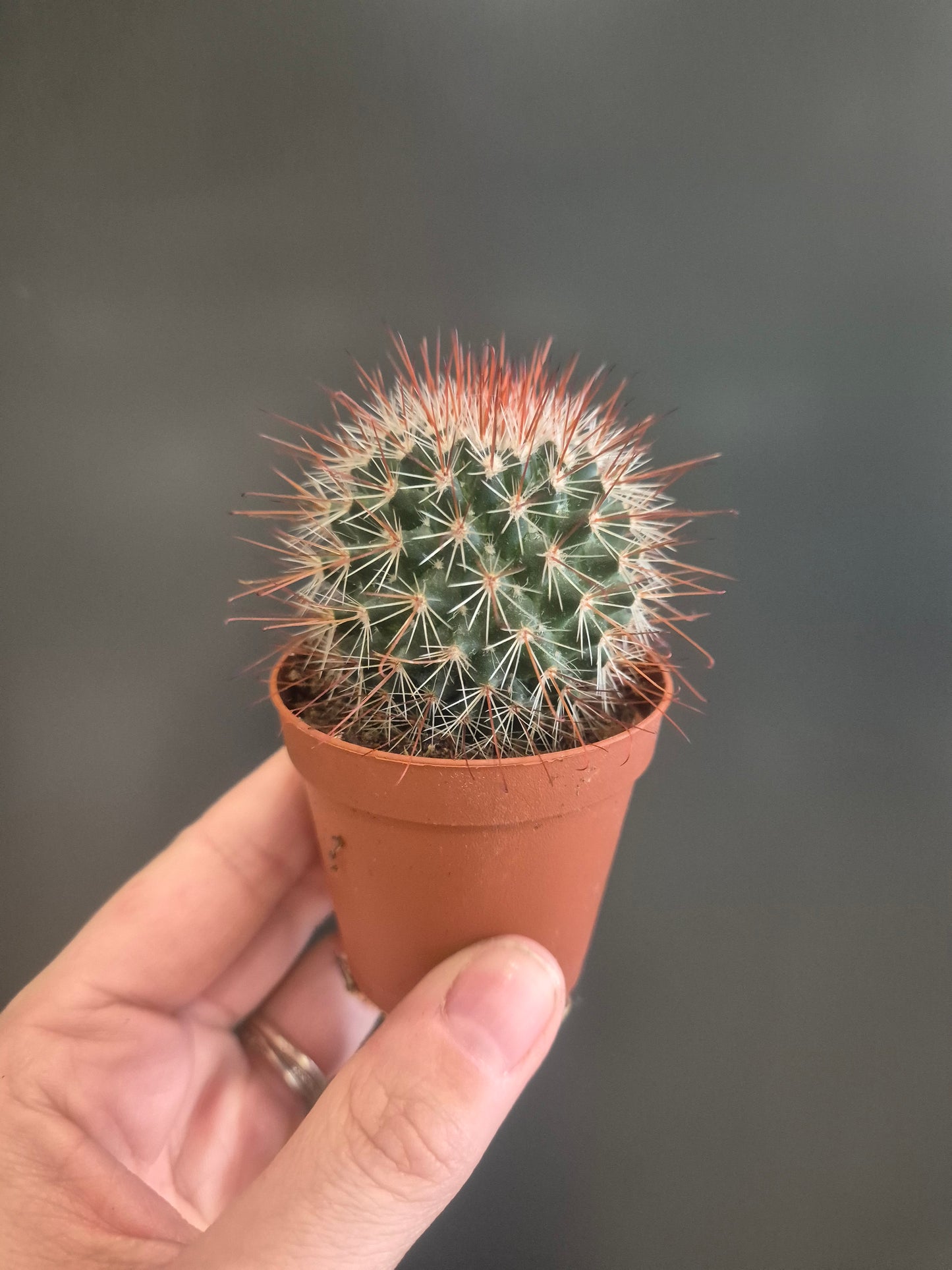 Mammillaria spinosissima - Redhead Irishman - 5.5cm | Houseplant