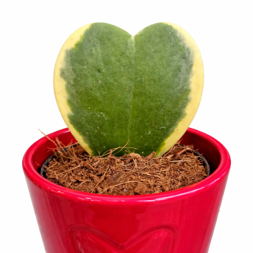 Heart-shaped green plant in a red pot on a white background
