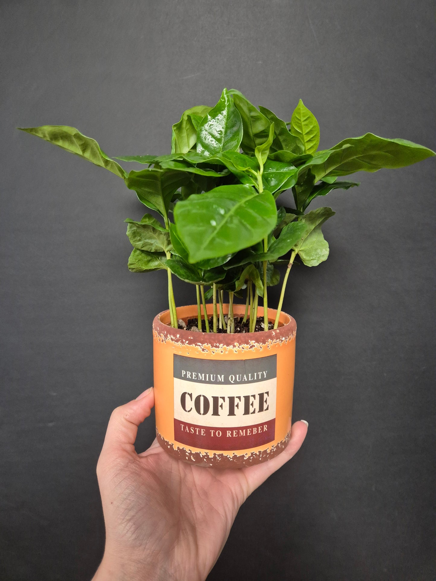 Arabica Coffee Plant | Houseplant