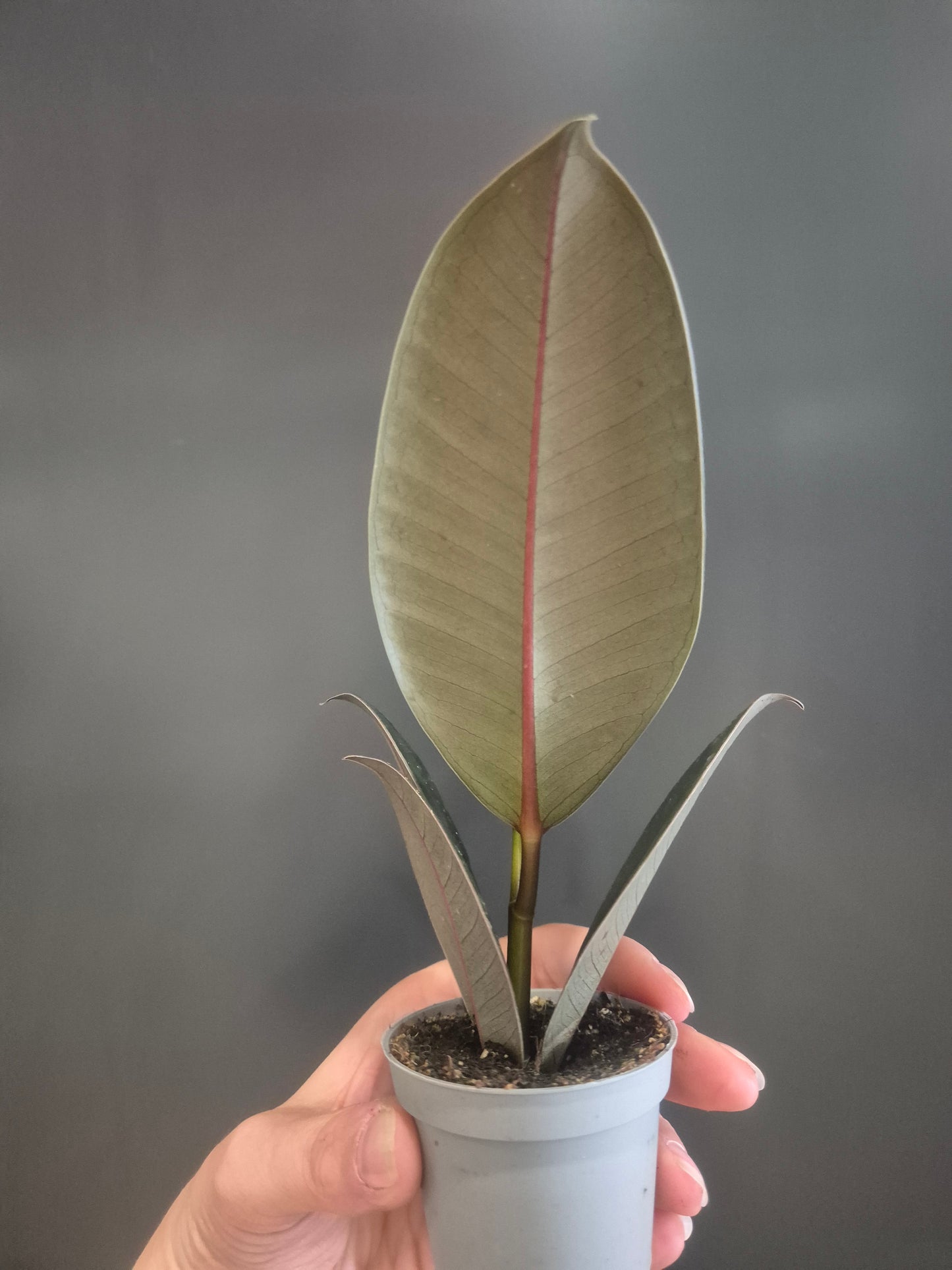 Ficus Robusta - Rubber Plant - 6cm | Houseplant