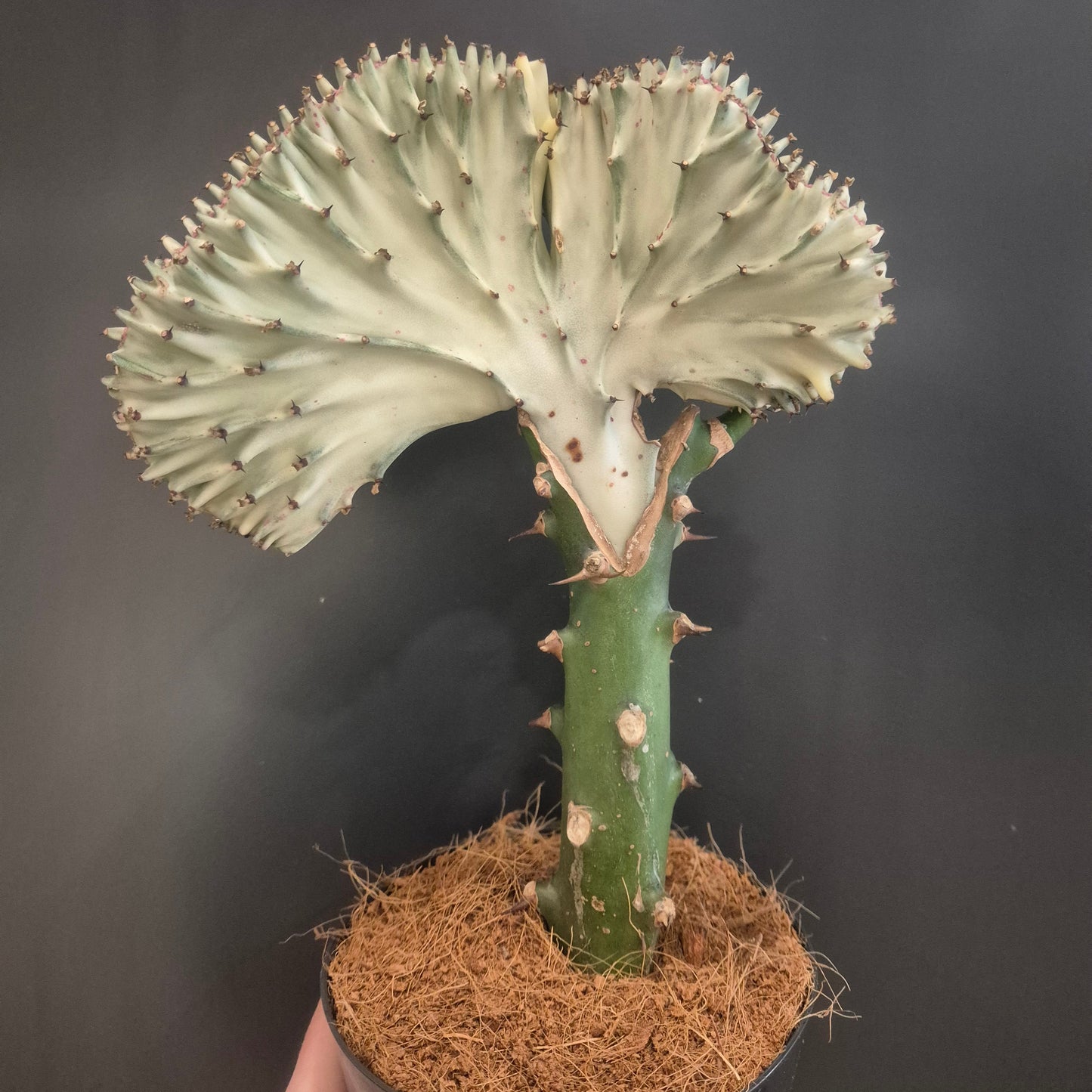Euphorbia Cristata - Coral Cactus - 12cm | Houseplant