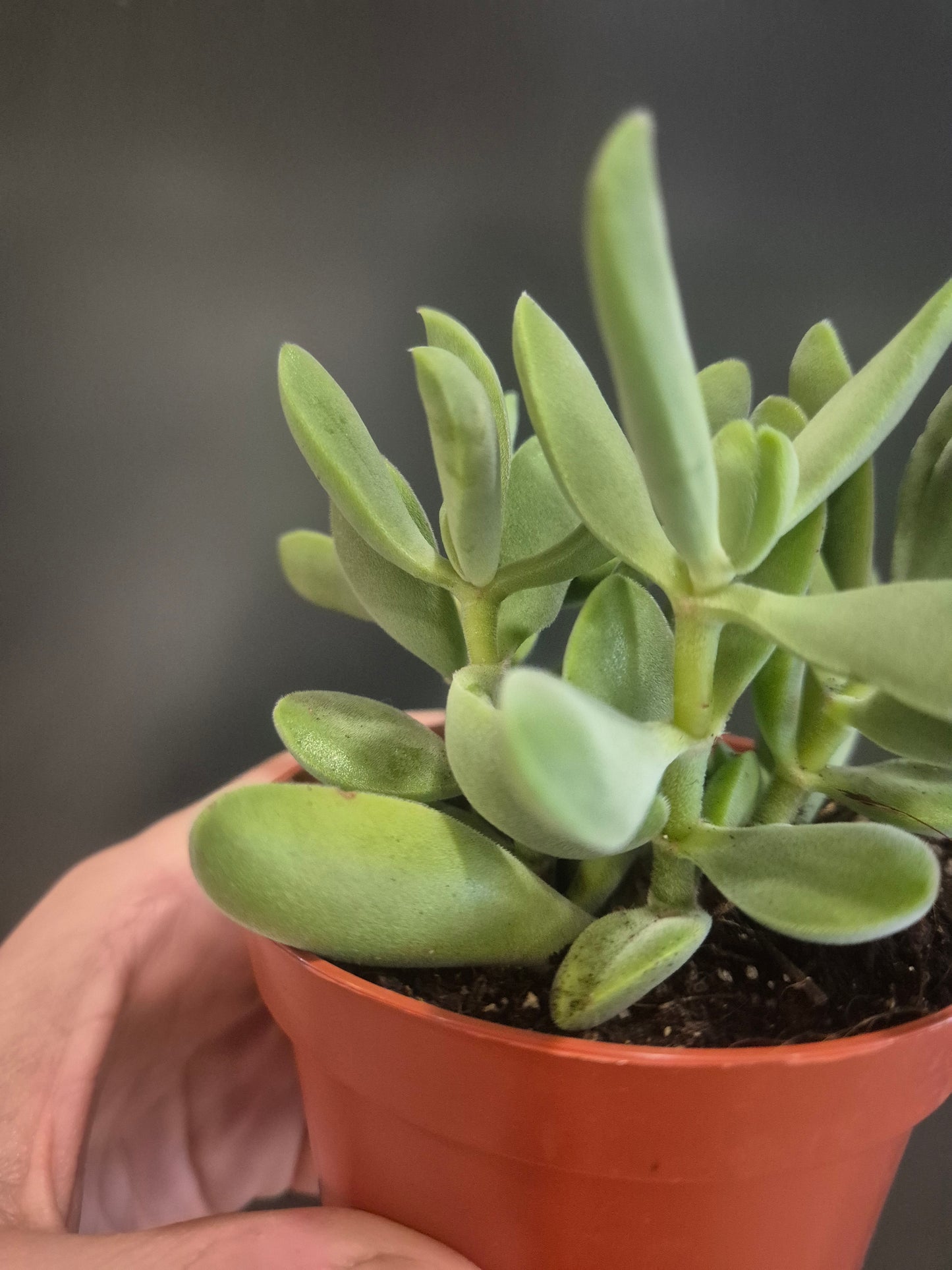 Crassula cephalophora - Mini Propeller Plant - 8.5cm | Houseplant