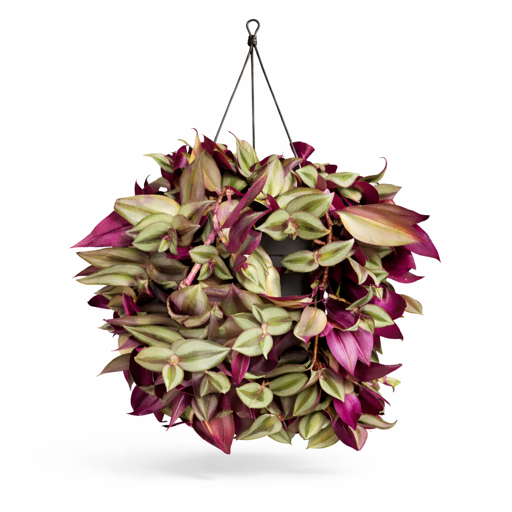 Hanging basket with purple and green leaves on a white background