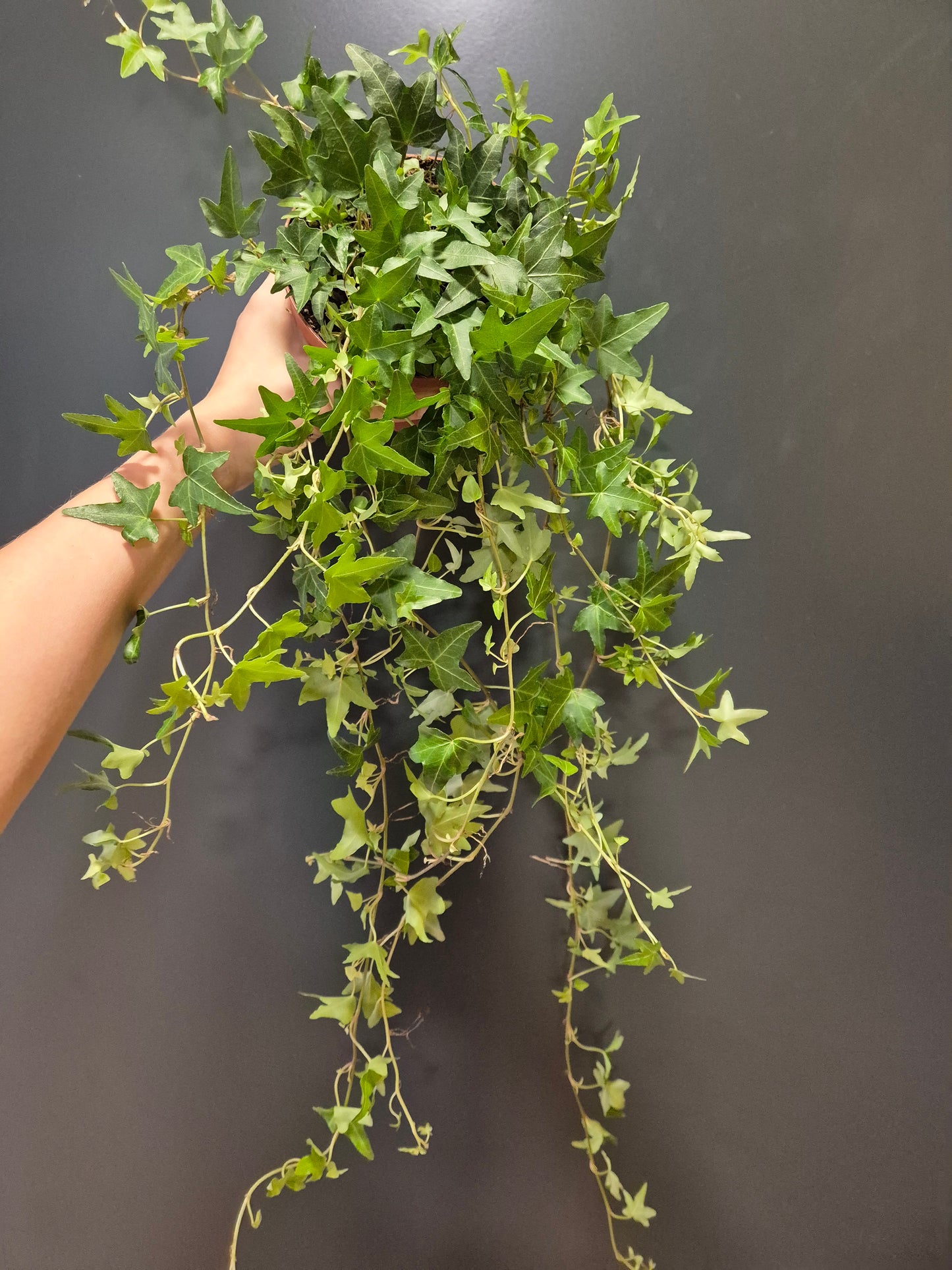 Hedera - English Ivy | Houseplant