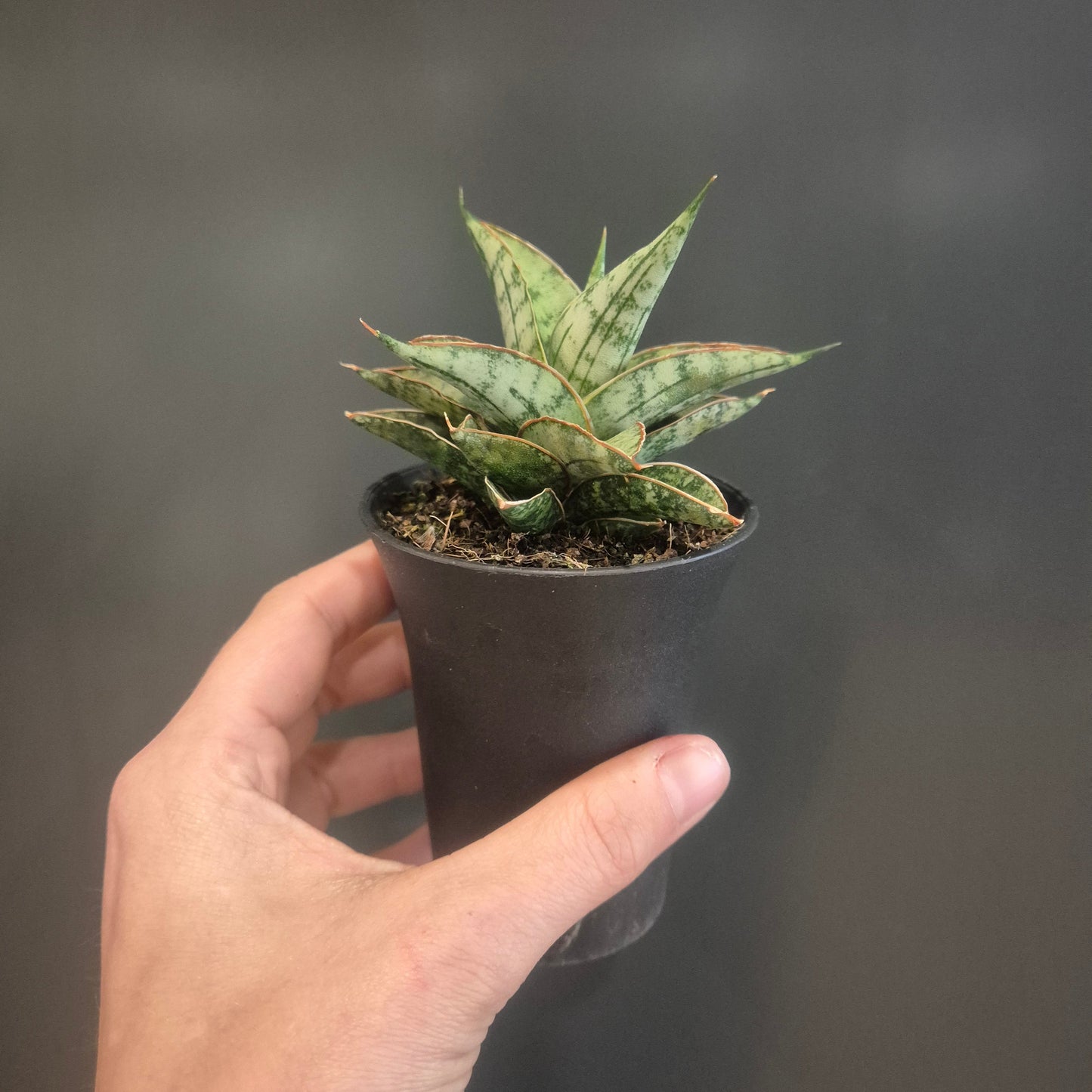 Sansevieria Mix - Snake Plants - 7.5cm | Houseplant
