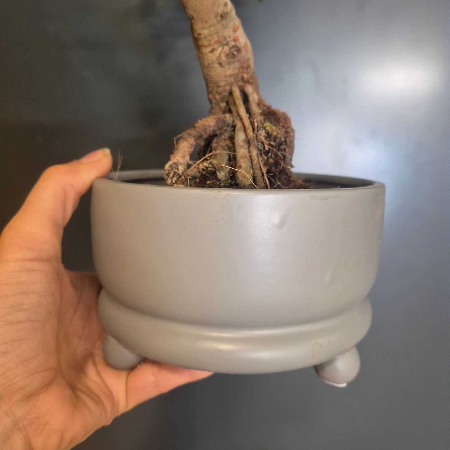 A hand holding a light gray ceramic bonsai pot with a tree trunk and roots exposed, set against a dark gray background.