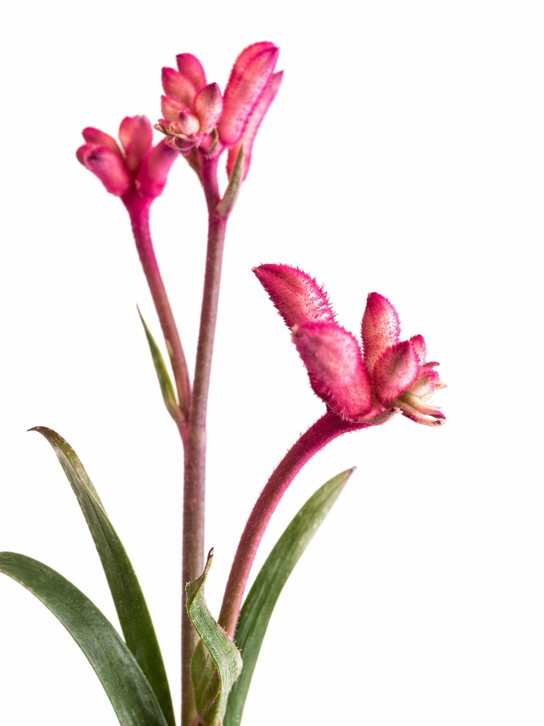 Anigozanthos - Kangaroo Paws - 12cm | Houseplant