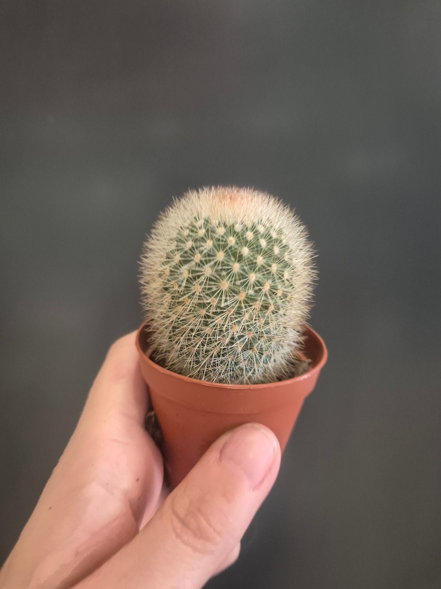 Mammillaria Hahniana - Old Lady Cactus - 5.5cm | Houseplant