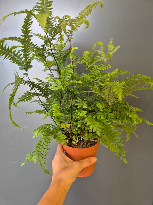 Adiantum Bronze Venus - Maidenhair Fern | Houseplant