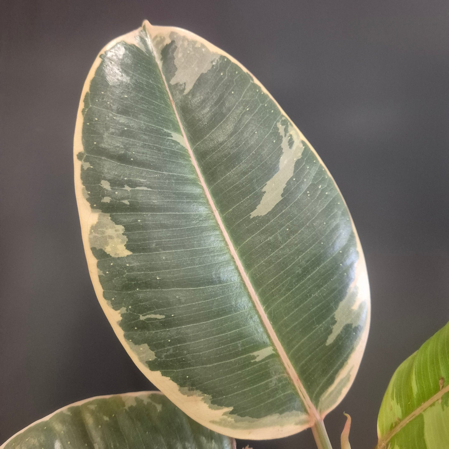 Ficus Tineke - Rubber Plant - 12cm | Houseplant