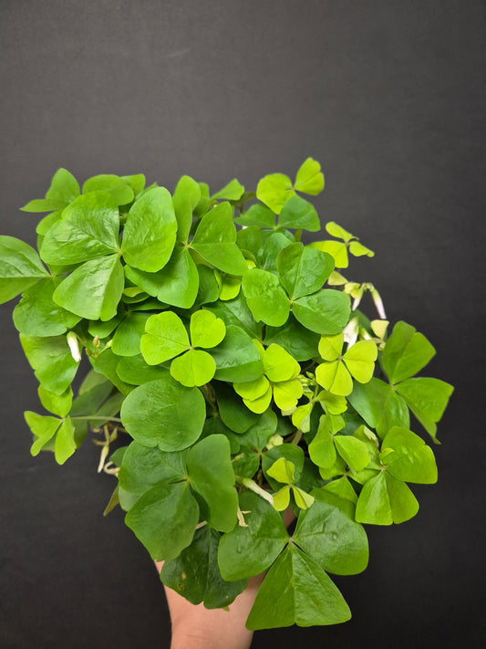 Oxalis Triangularis Green - Butterfly Plant | Houseplant