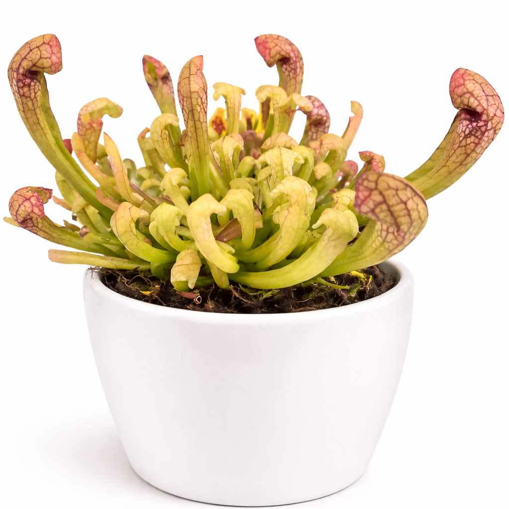 Pitcher Plant - Sarracenia Fly Trap - 9cm | Houseplant