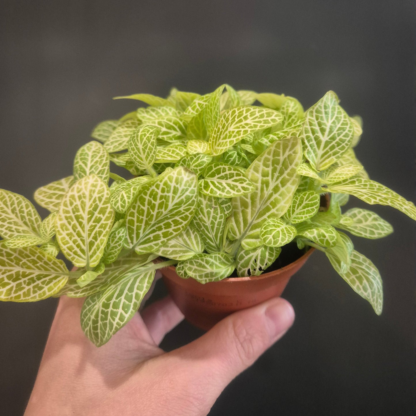 Hand holding a small potted plant withNetwork pattern leaves against a dark background