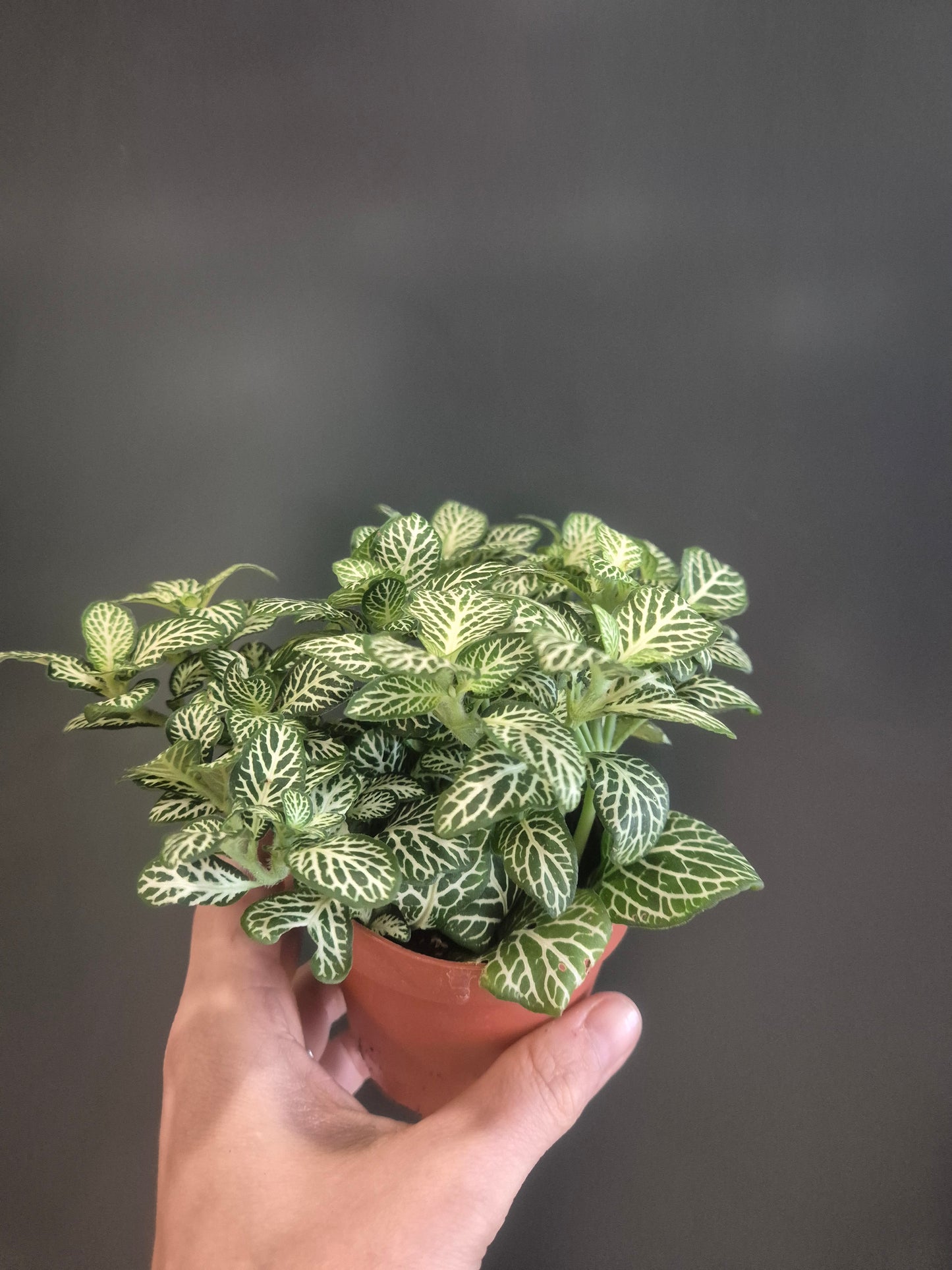 Fittonia - Nerve Plant - 10cm | Houseplant