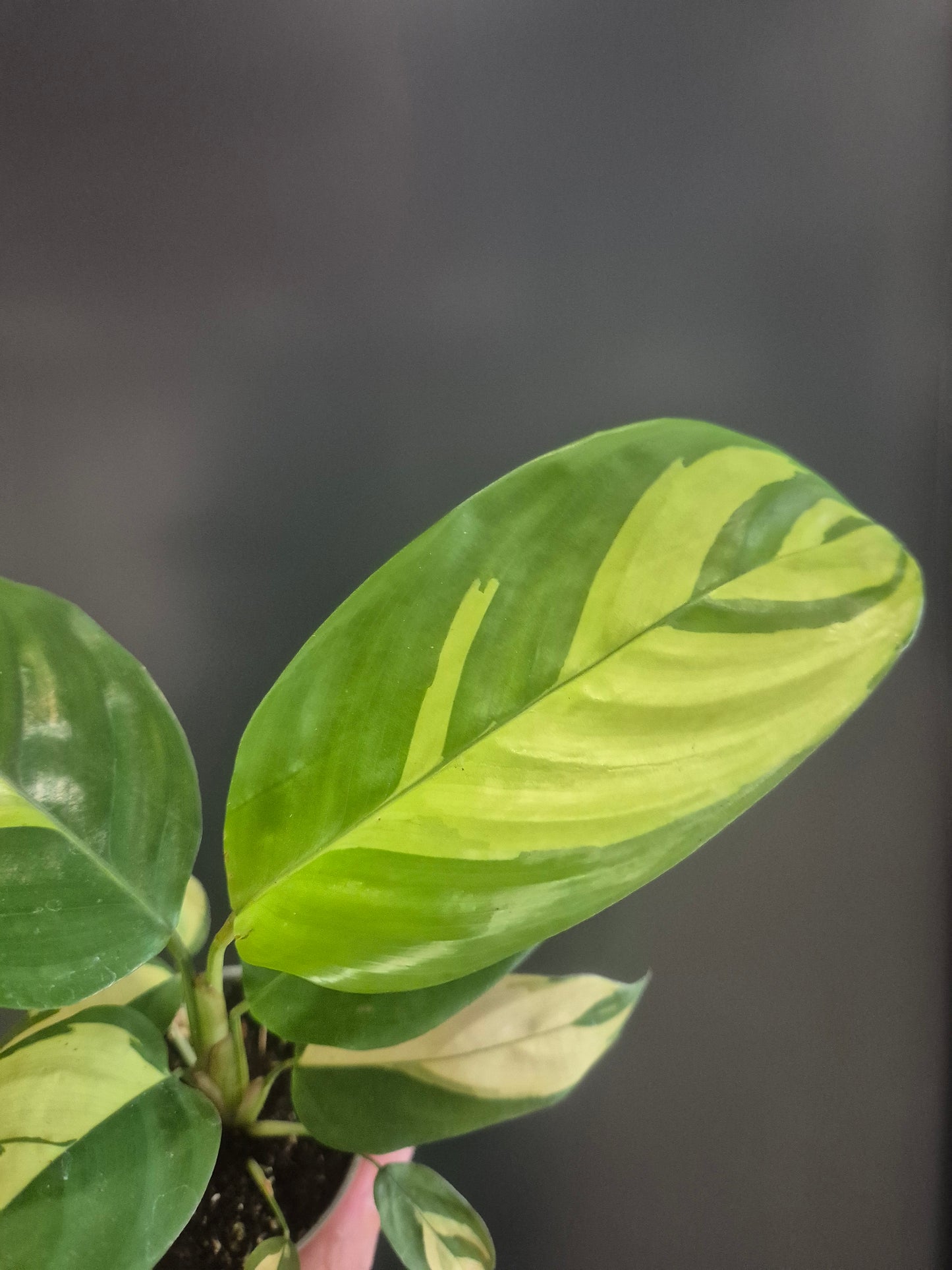Ctenanthe Lubbersiana - Golden Mosaic - Prayer Plant - 6cm | Houseplant