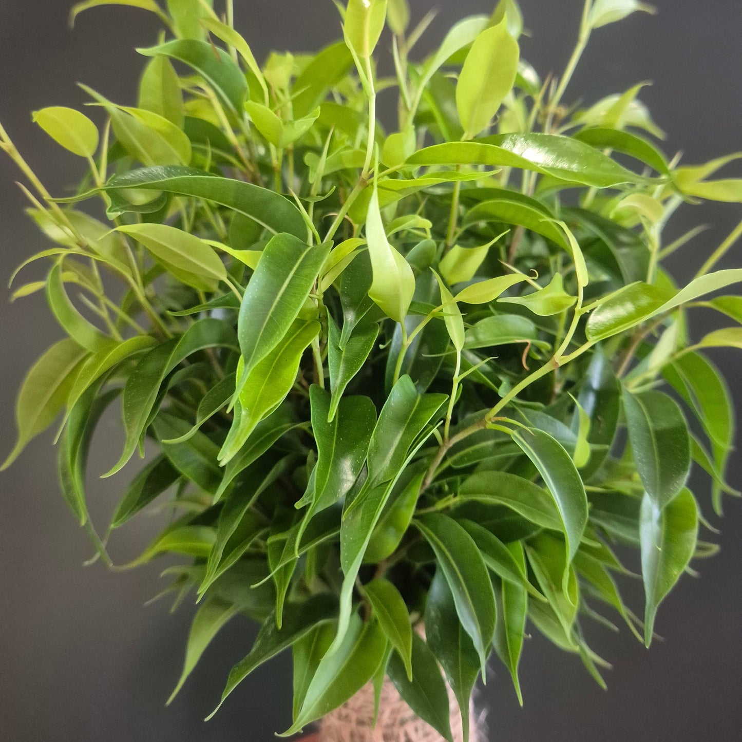 Ficus Natasja - Weeping Fig - 12cm | Houseplant