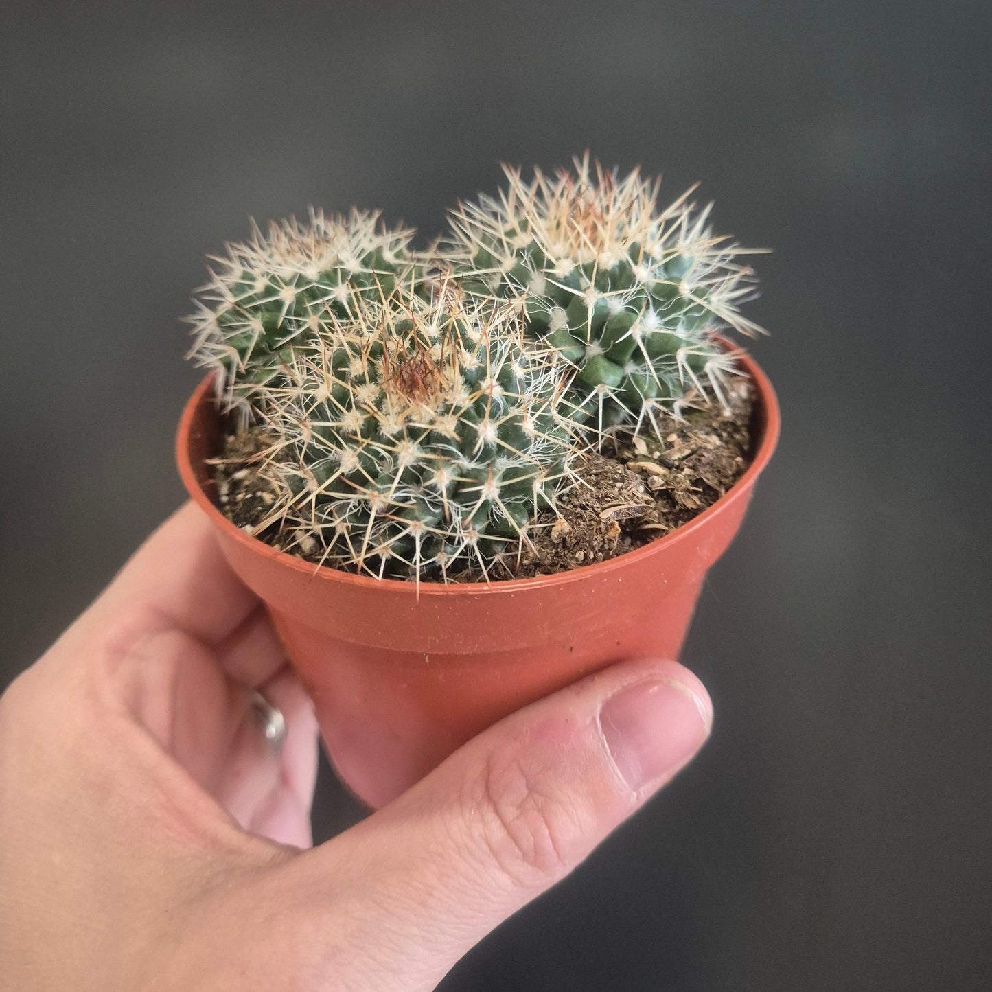 Hand holding a small cactus plant in a pot against a dark background