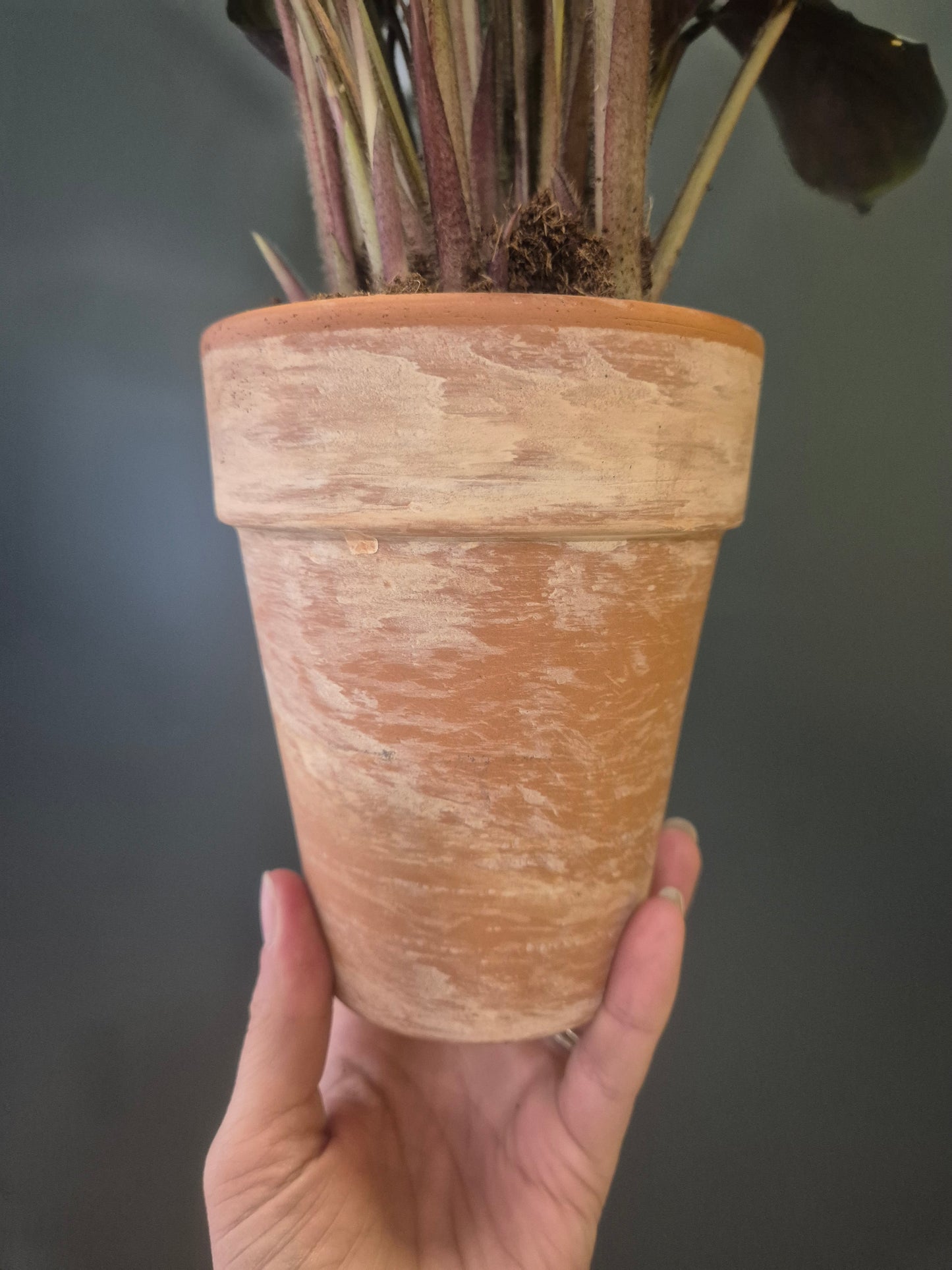 Calathea Compact Star - Prayer Plant - 14cm | Houseplant