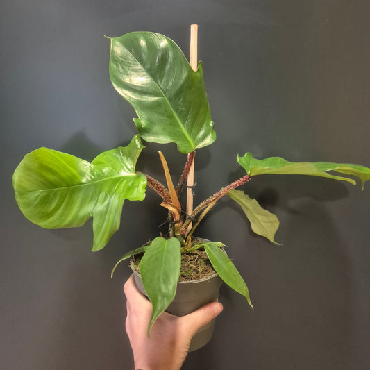 Philodendron Squamiferum - Red Bristle - 14cm | Houseplant