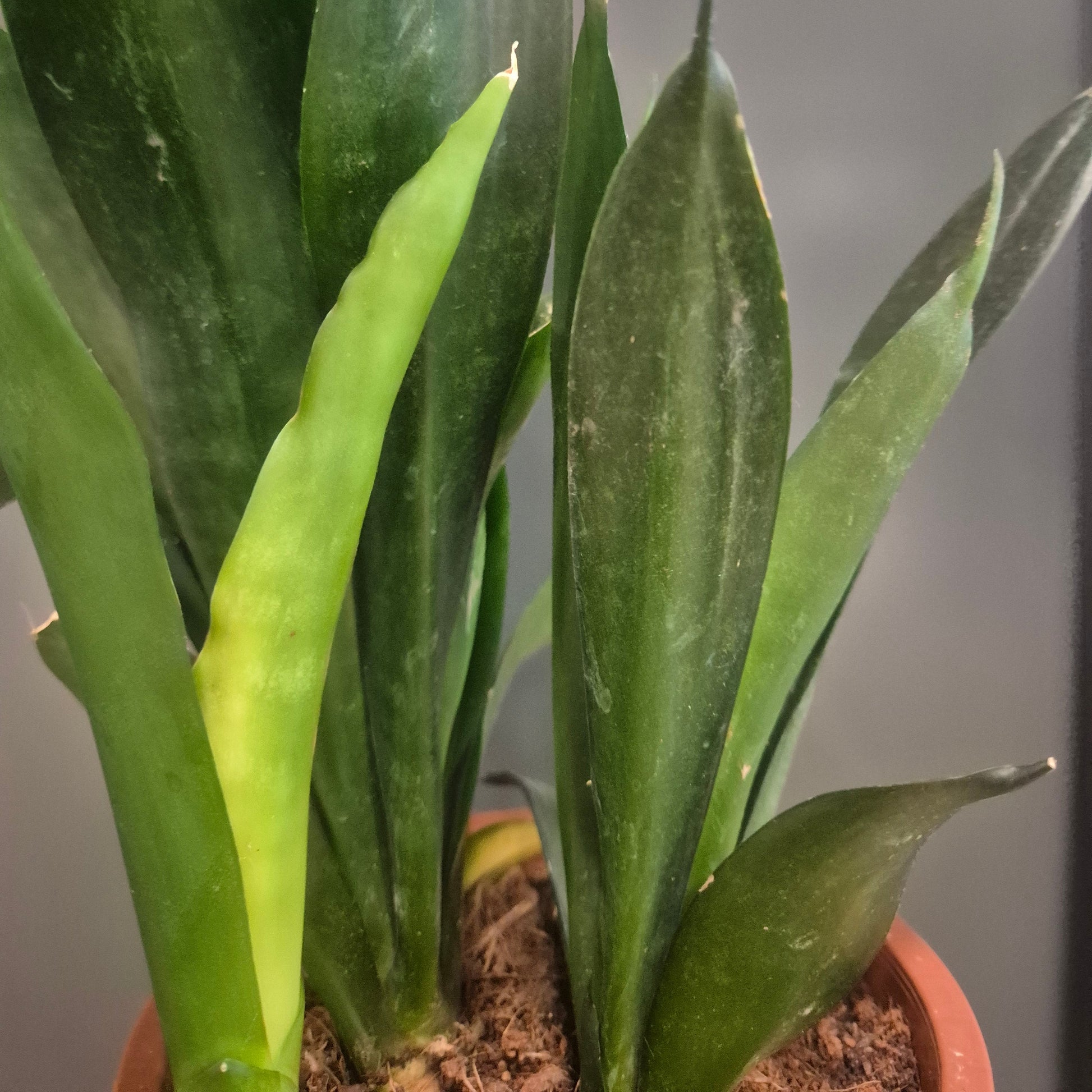 Close-up of a green leafy plant with a blurred background