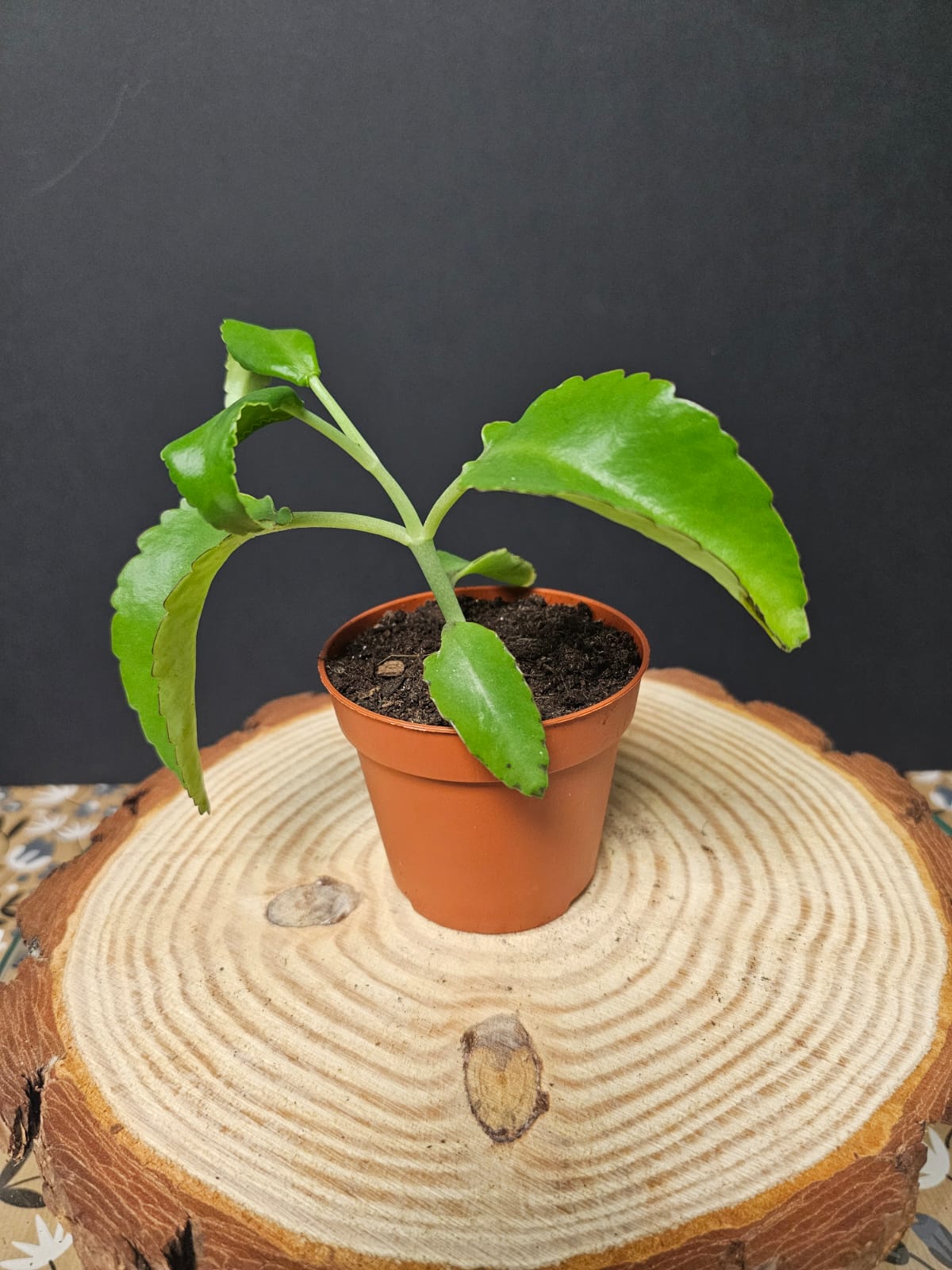 Mother of Thousands - Succulent | Houseplant
