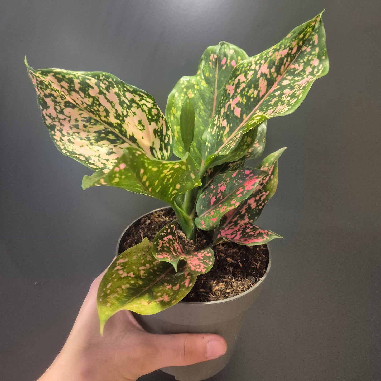 Aglaonema Pink Leopard - Chinese Evergreen - 12cm | Houseplant