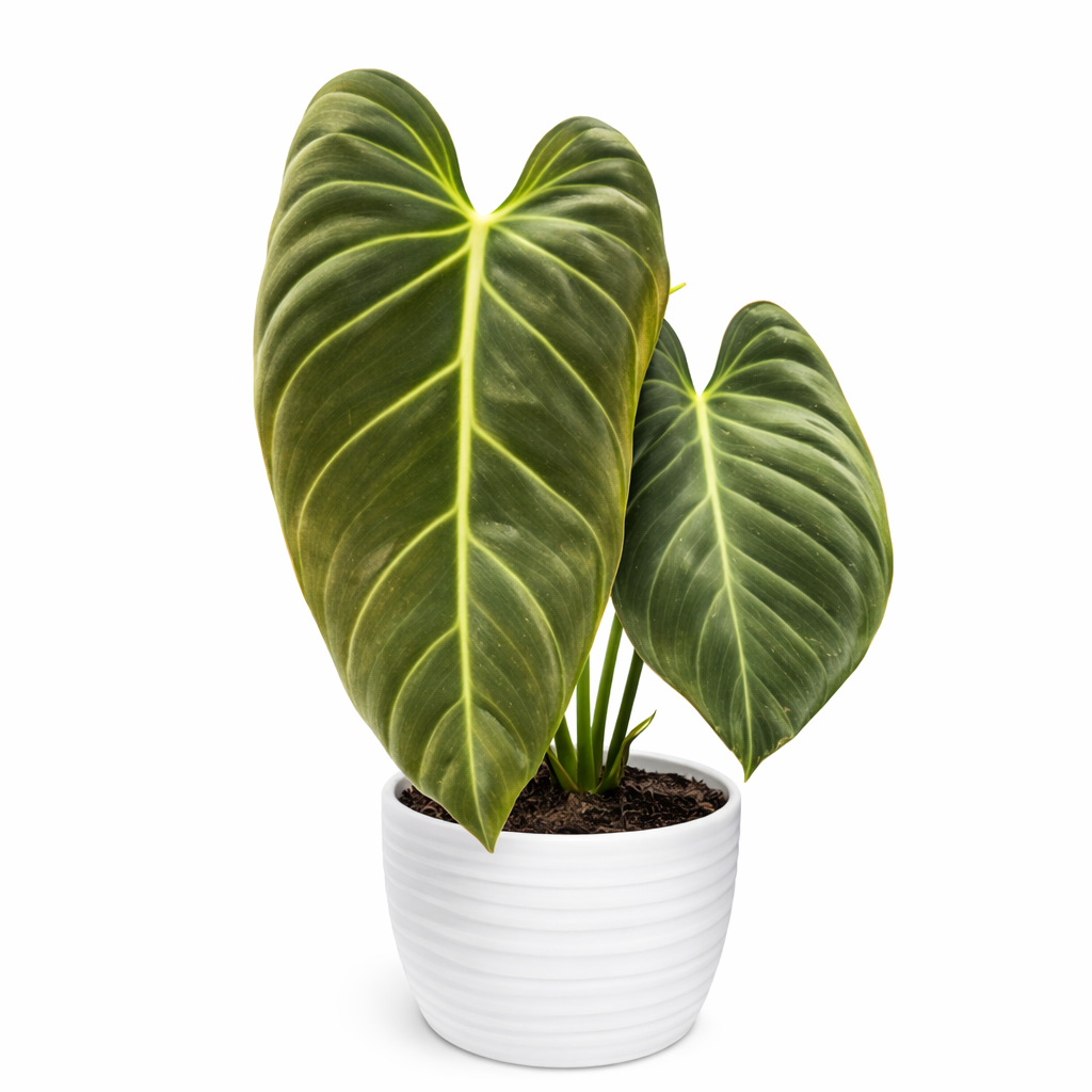 Potted plant with large green leaves on a white background