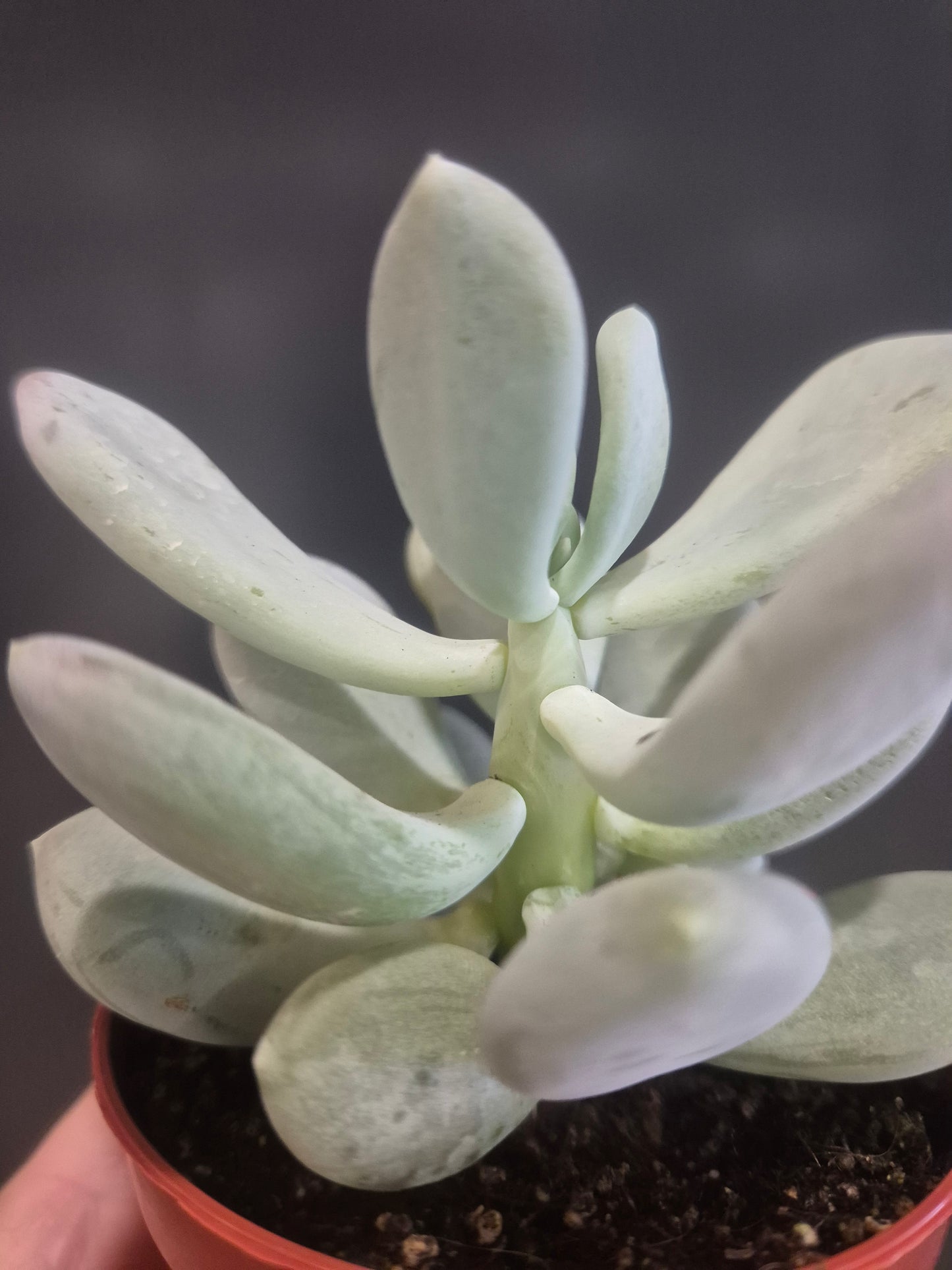 Pachyphytum oviferum - Moonstone - 8.5cm | Houseplant