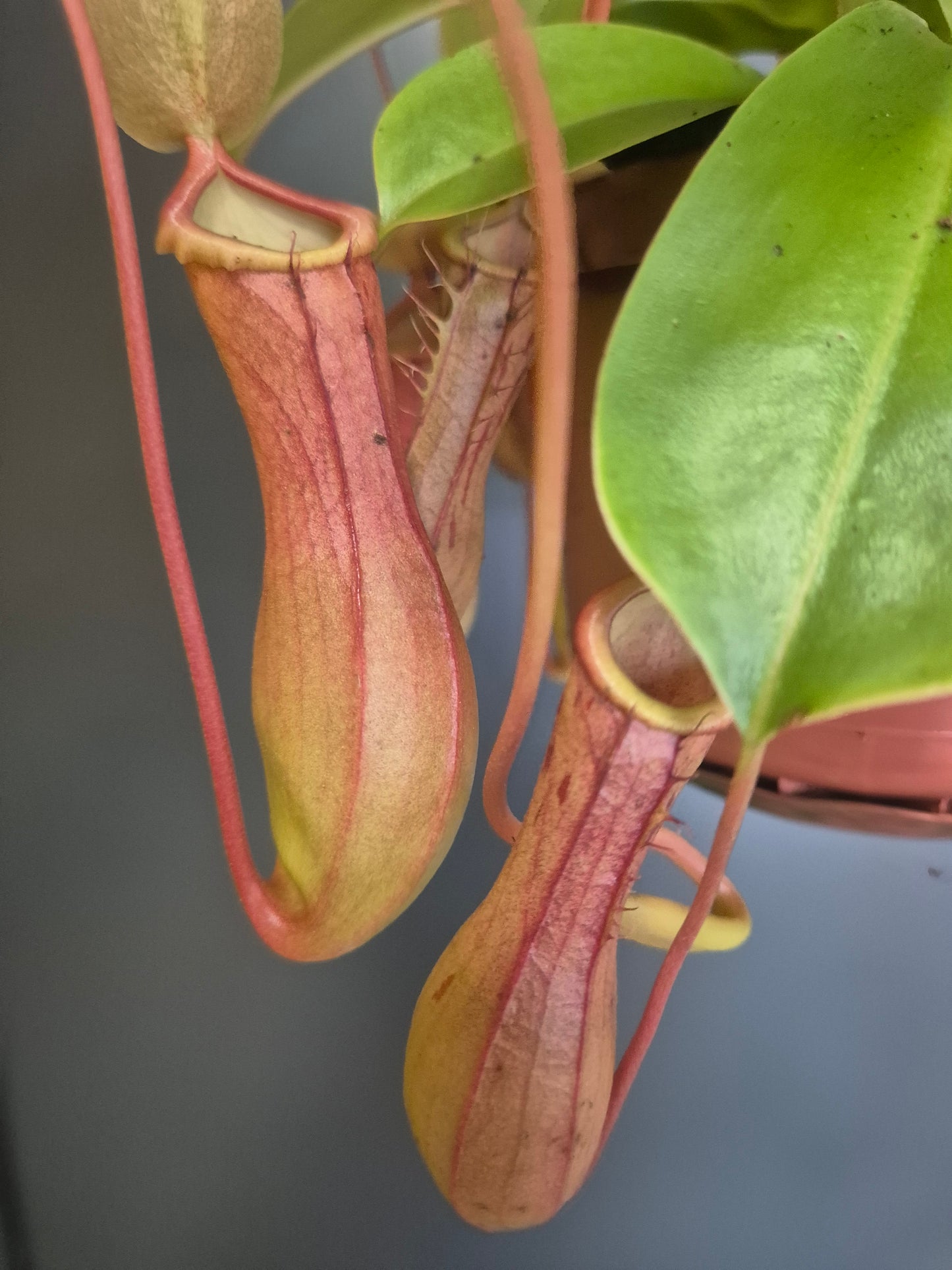 Monkey Jar Pitcher Plant - Nepenthes - 14cm | Houseplant