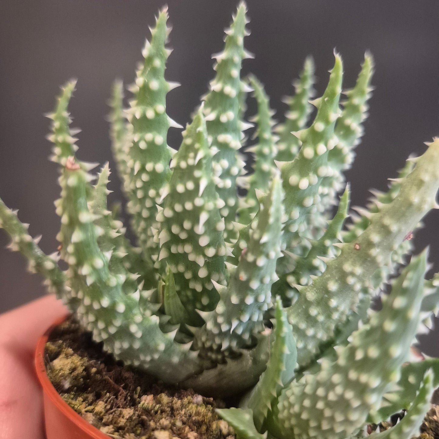 Aloe humilis - Spider Aloe - Easy Care Succulent - Houseplant 8.5cm