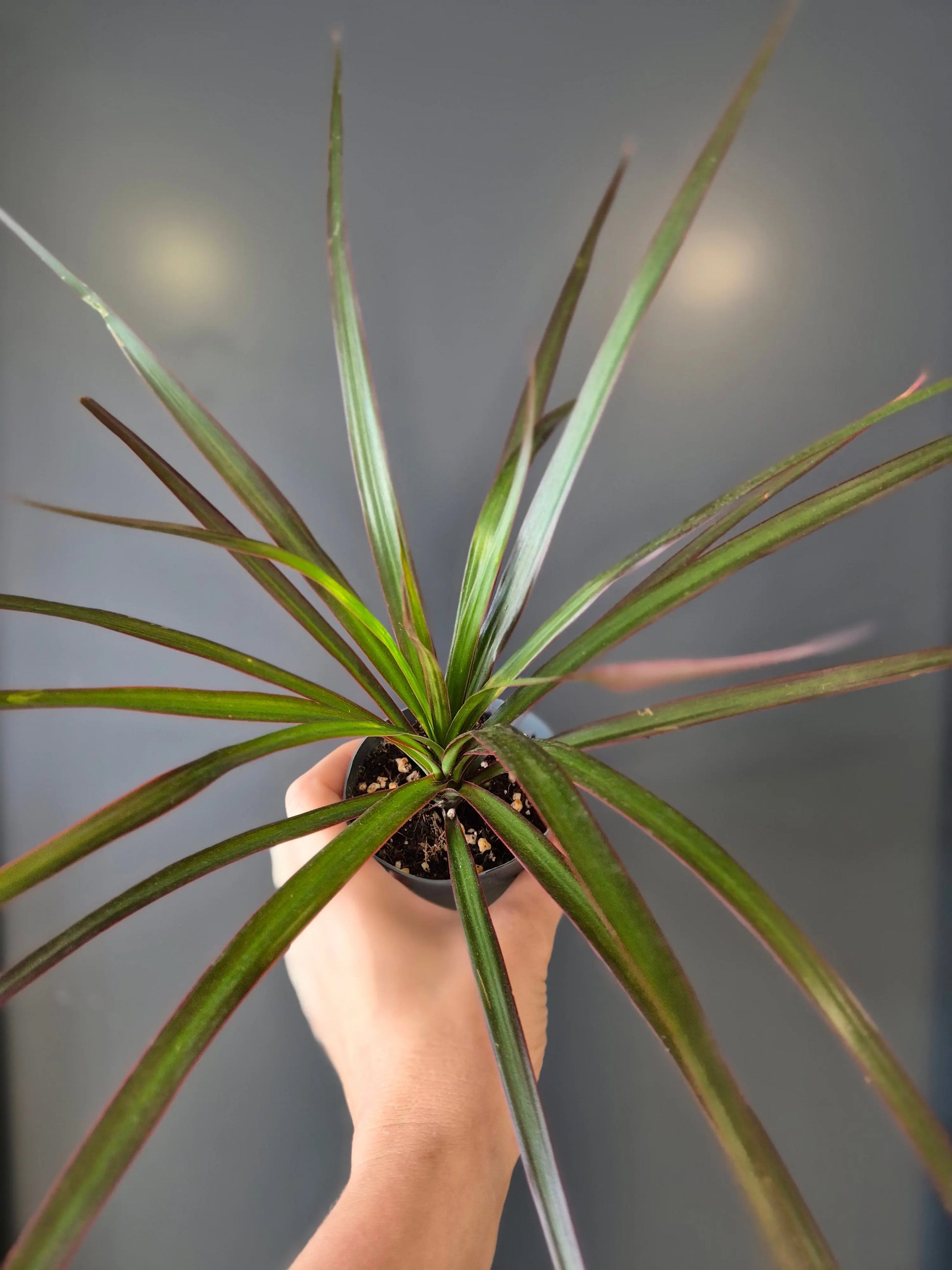 Dracaena | Dragon Tree | Mini Houseplant Plant Paradise By Gemma