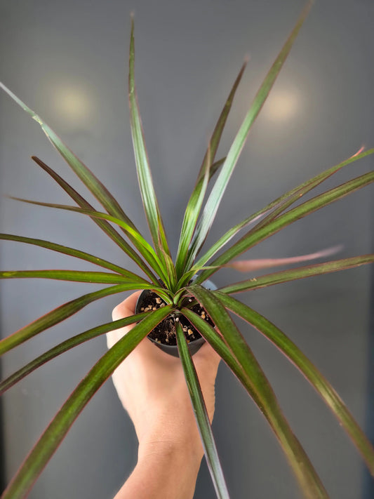 Dracaena | Dragon Tree | Mini Houseplant Plant Paradise By Gemma