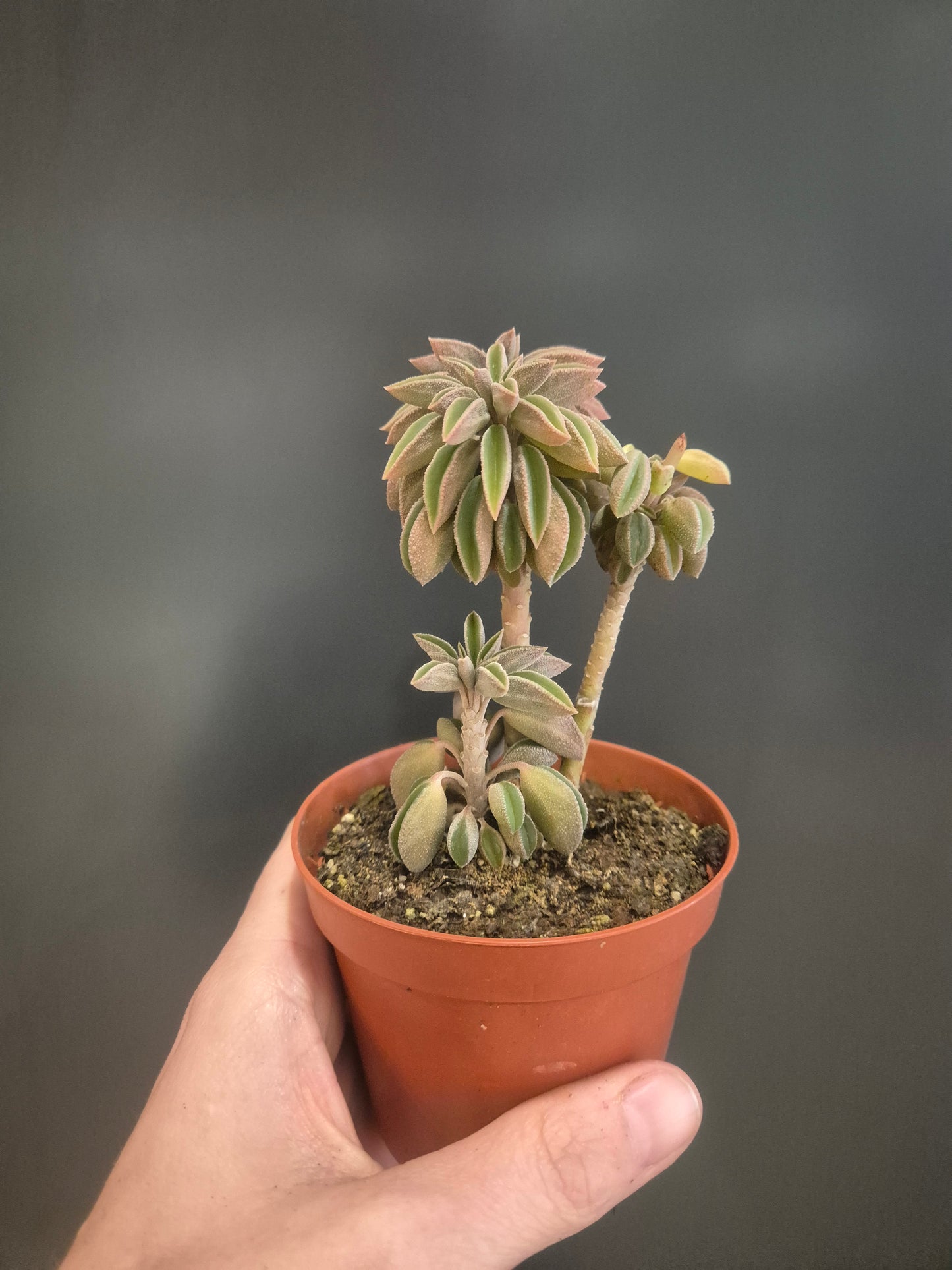 Peperomia asperula - Taco Plant - 8.5cm | Houseplant
