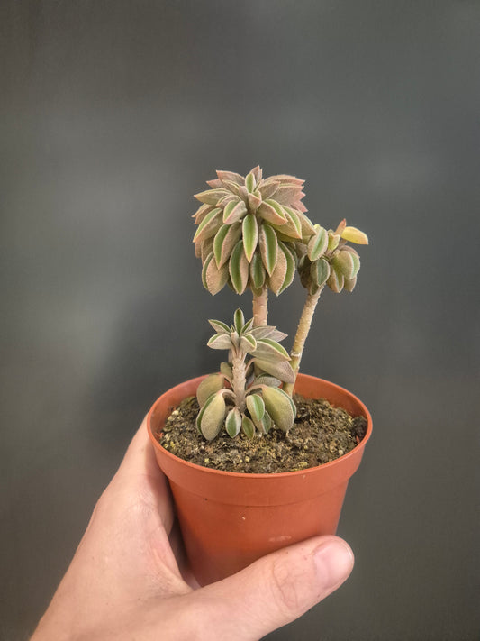 Peperomia asperula - Taco Plant - 8.5cm | Houseplant