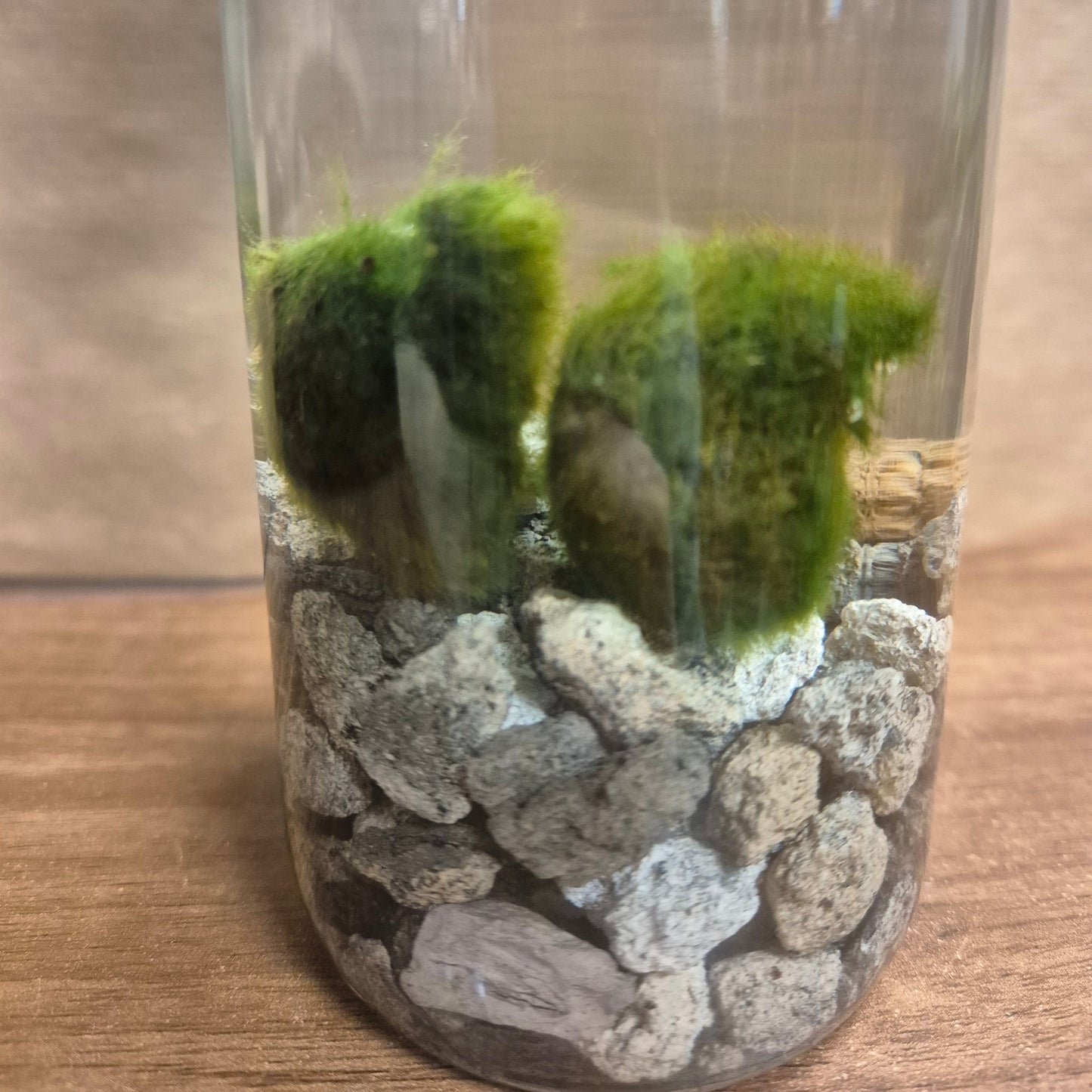 Marimo Mossball - Terrarium - 6cm | Houseplant