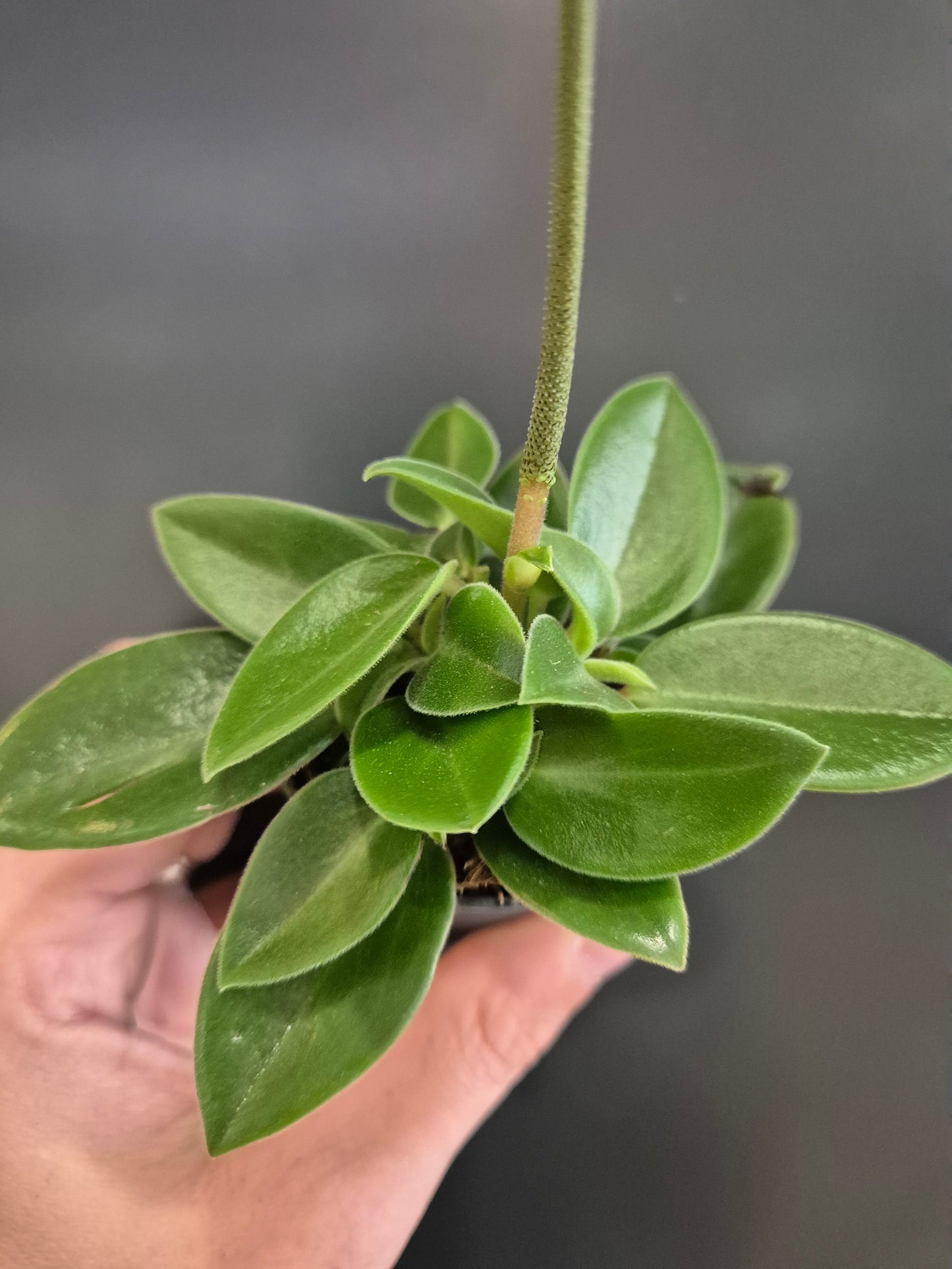 Peperomia Teardrop - Radiator Plant | Houseplant
