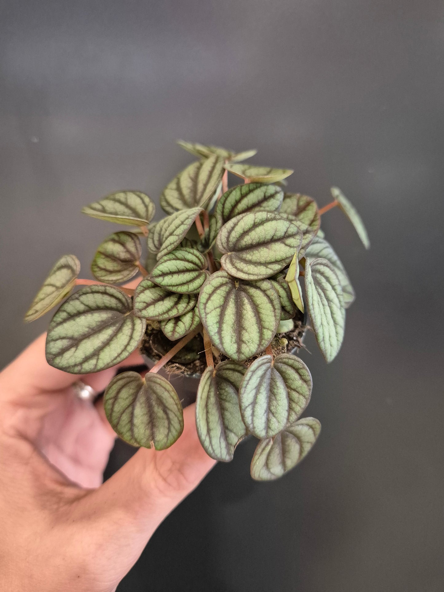 Peperomia Emerald Ripple - Radiator Plant | Houseplant