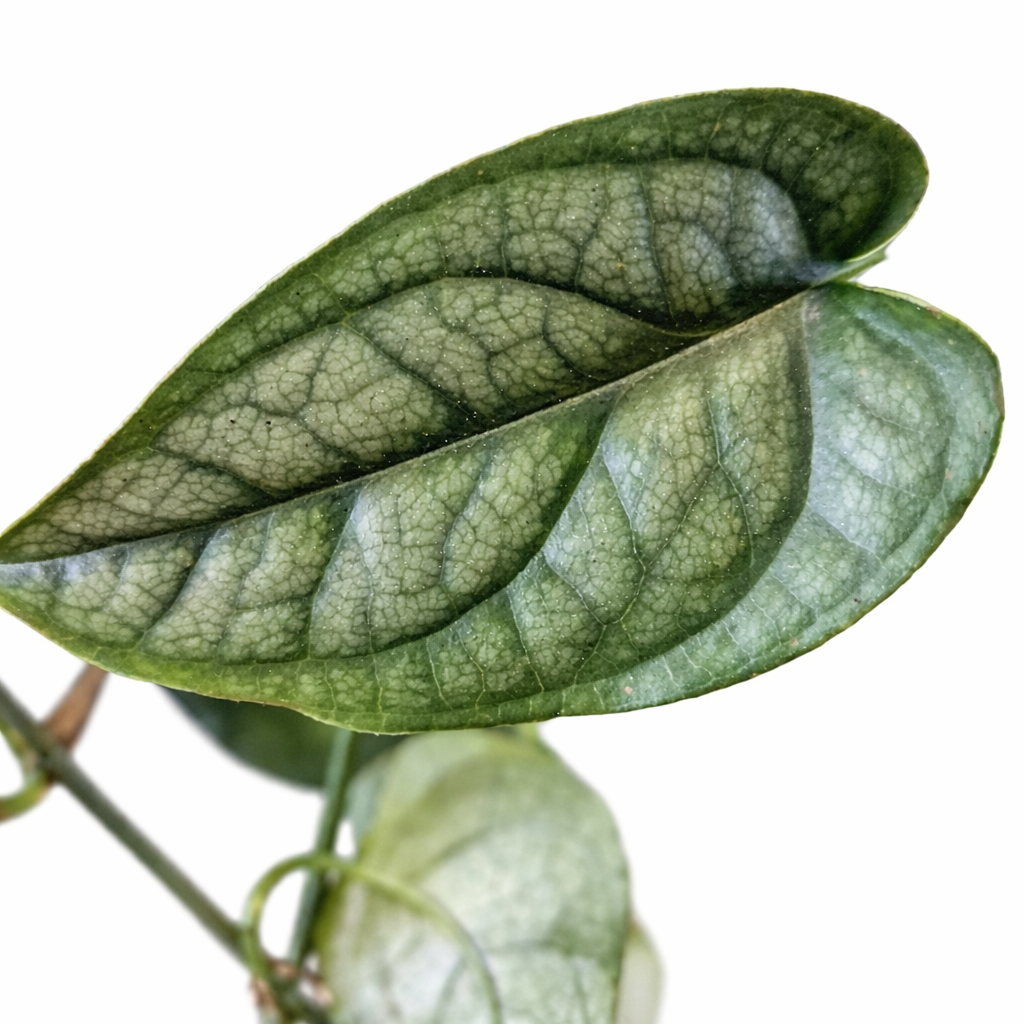 Monstera Siltepecana - Cheese Plant - 15cm | Houseplant