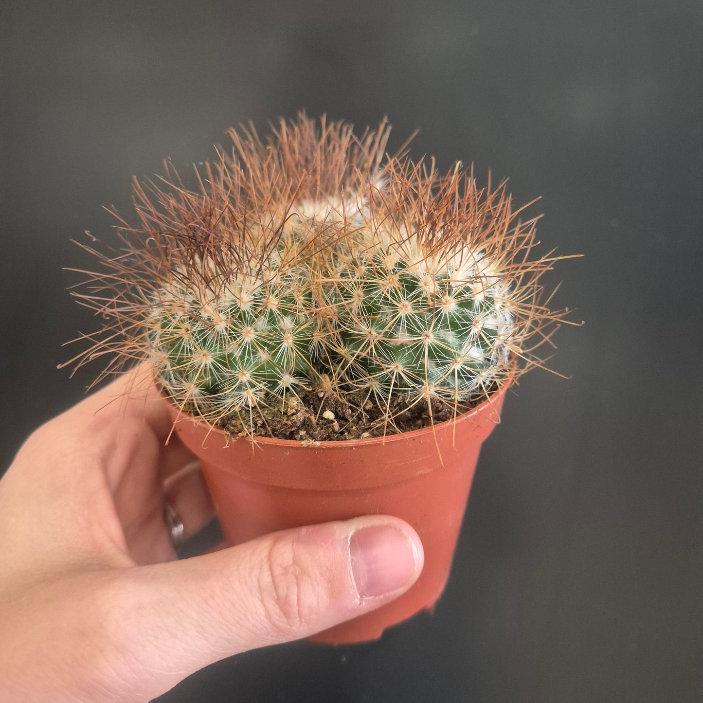 Small cactus in a pot held by a hand against a dark background