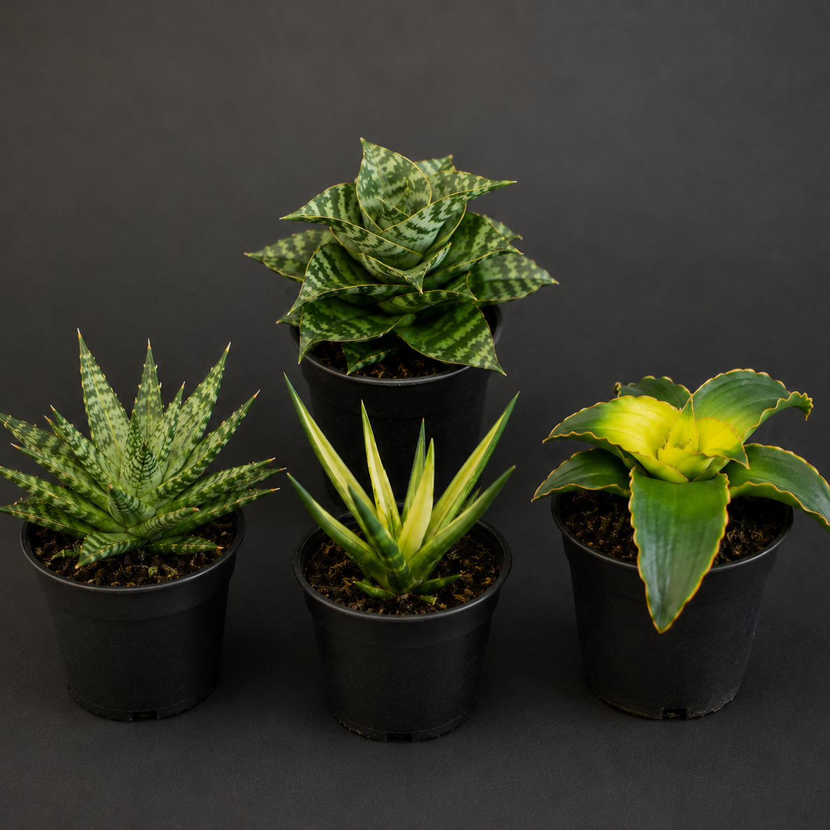 Four potted succulents on a dark background