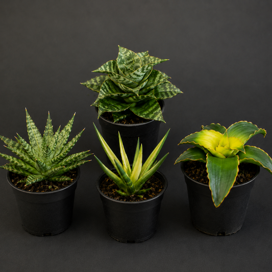 Four potted succulents on a dark background
