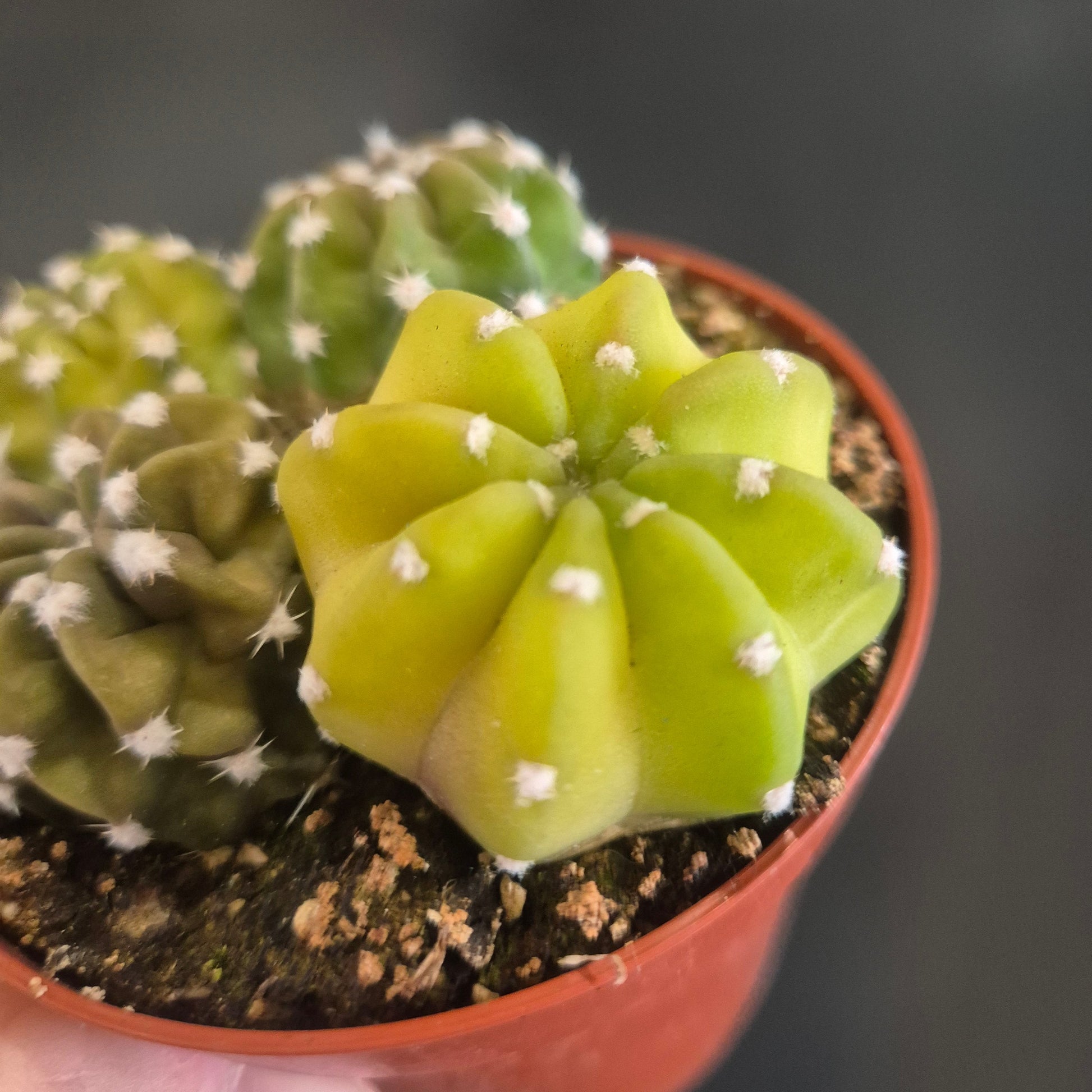 Close-up of a cactus plant in a pot with a blurred background
