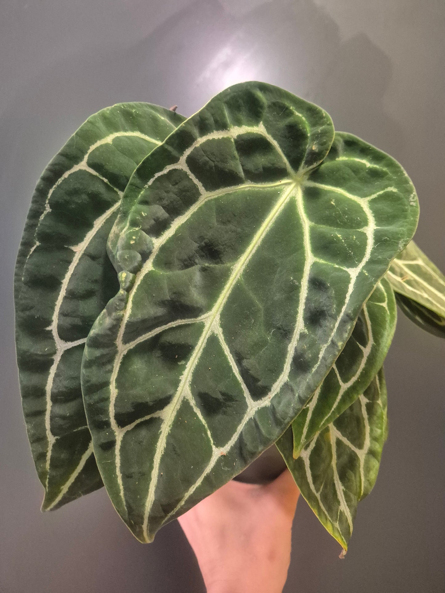 Anthurium Chrystallinum - Velvet Anthurium - 14cm | Houseplant